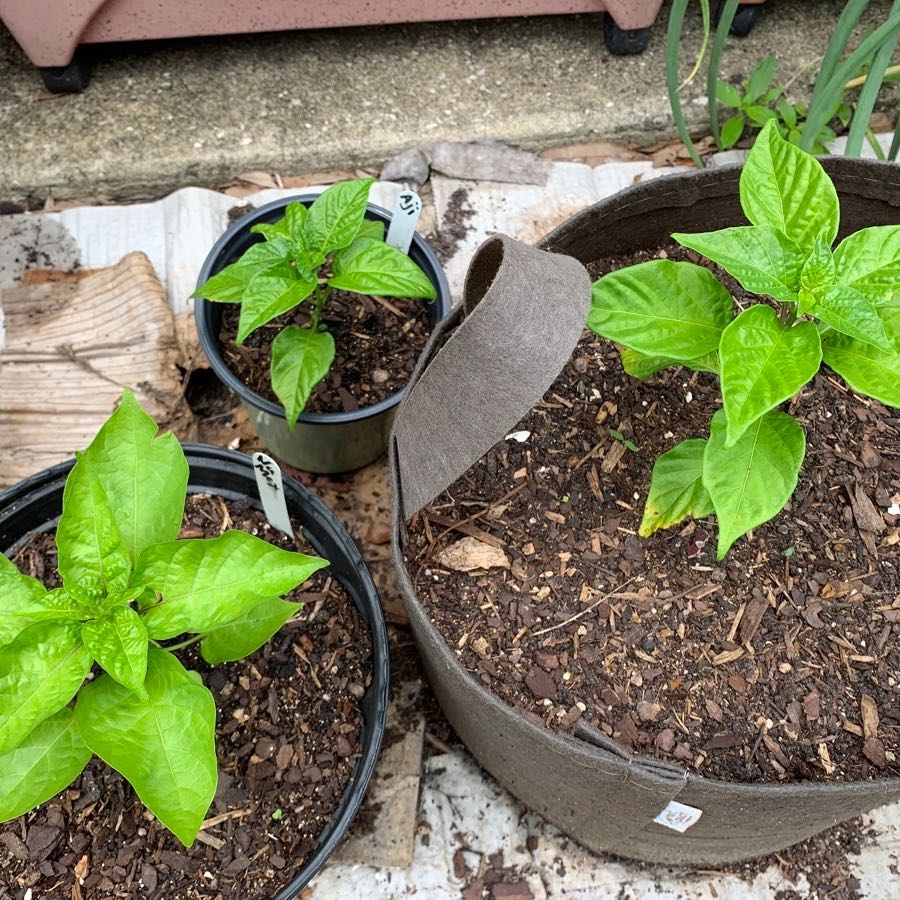 Photo of the plant species Ají dulce by @BuffCoffeetree named Leaf Erickson on Greg, the plant care app