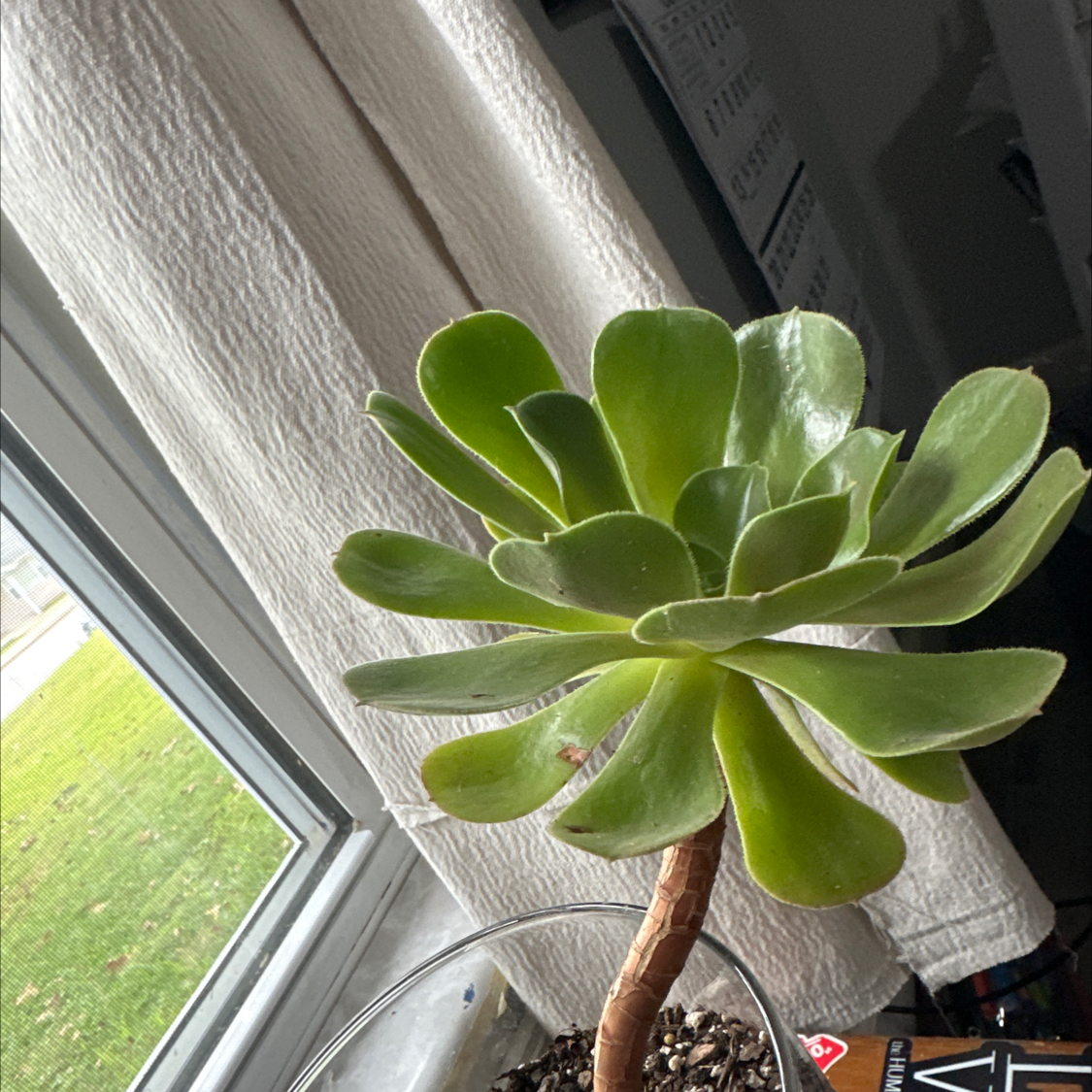 Photo of the plant species Saucer Plant by @WillGoldenseal named Shakira on Greg, the plant care app