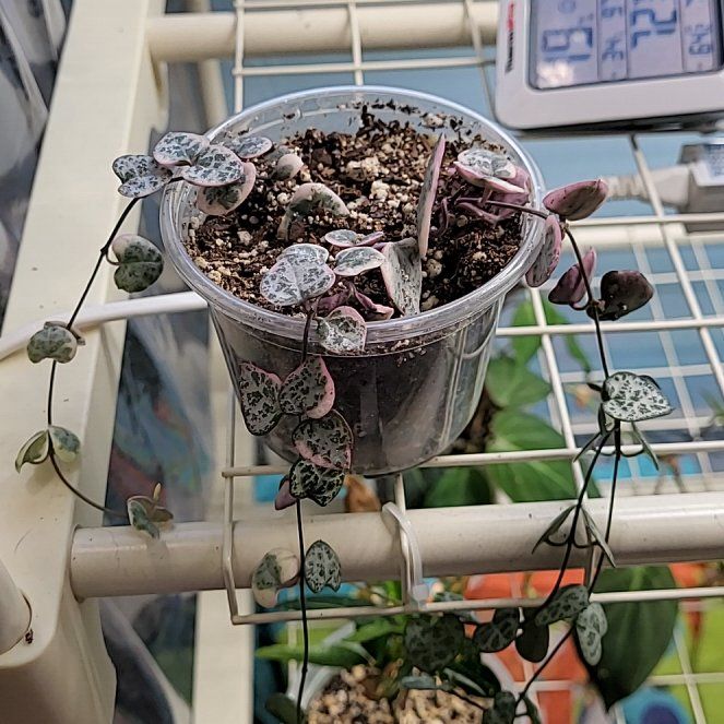 Photo of the plant species String of Hearts by @IdealWatermelon named Billie on Greg, the plant care app