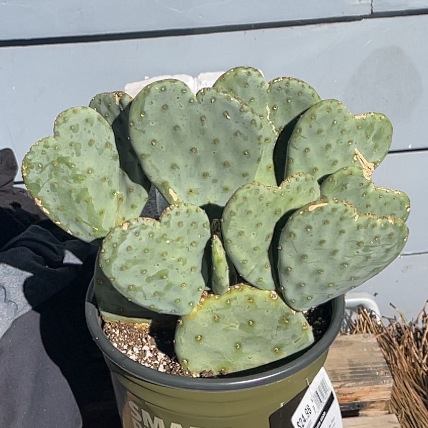 Photo of the plant species Bartolona by @WinKoa56 named Messi on Greg, the plant care app
