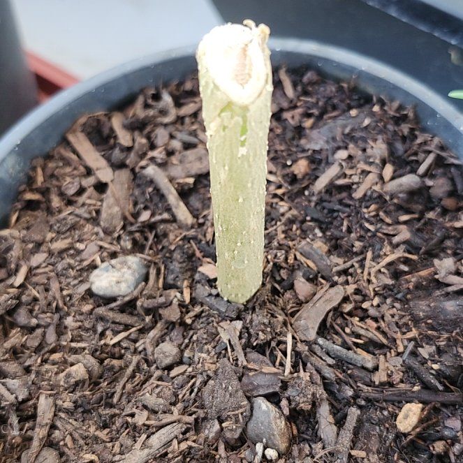 Photo of the plant species Angel's Trumpet by @SmoothBibi60 named Elina on Greg, the plant care app