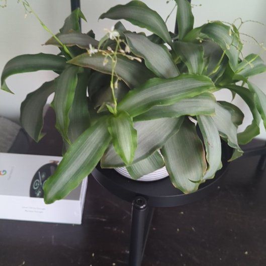 Plant care for Rhoeo Oyster on Greg, the plant care app