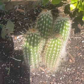 Photo of the plant species Pilosocereus gounellii by @PureSatinpothos named Achilles on Greg, the plant care app