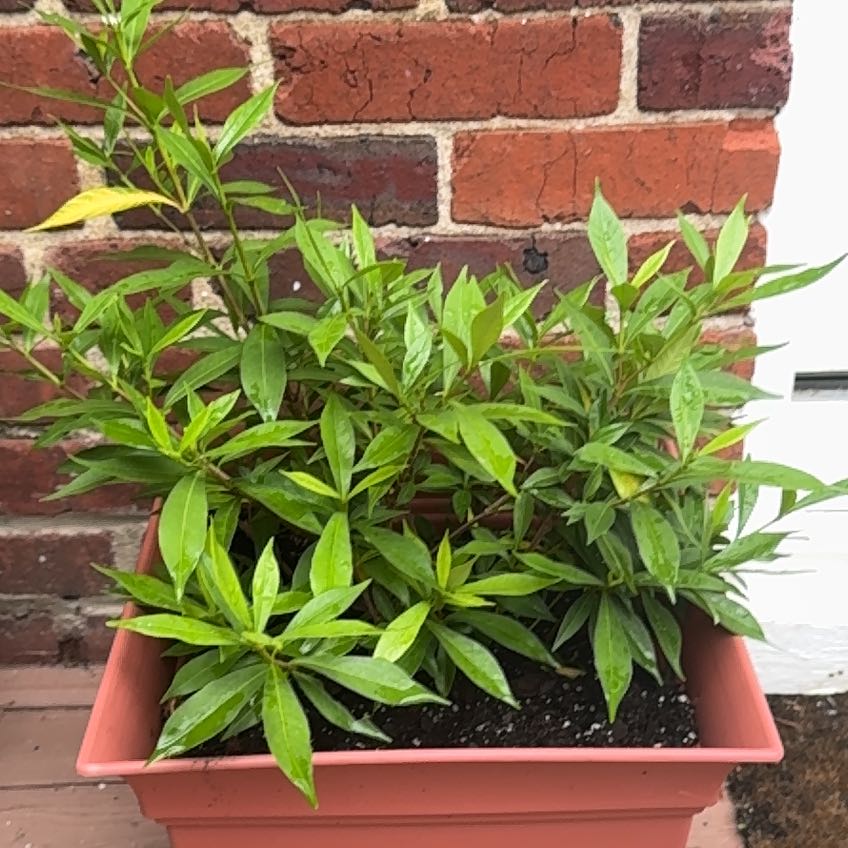 Photo of the plant species Gardenia 'Frostproof' by @HoneyedBulrush named Elle on Greg, the plant care app