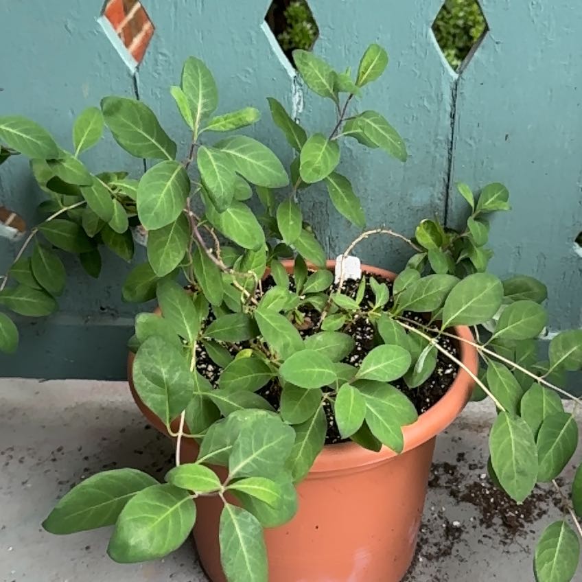Photo of the plant species Strawberries and cream honeysuckle by @HoneyedBulrush named Kobe on Greg, the plant care app
