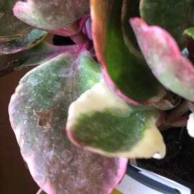 Photo of the plant species Kalanchoe blossfeldiana 'Creamed Scallops Variegata' by @SlinkyLemon named Queen on Greg, the plant care app