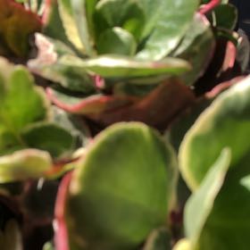Photo of the plant species Kalanchoe blossfeldiana 'Creamed Scallops Variegata' by @SlinkyLemon named Winston on Greg, the plant care app