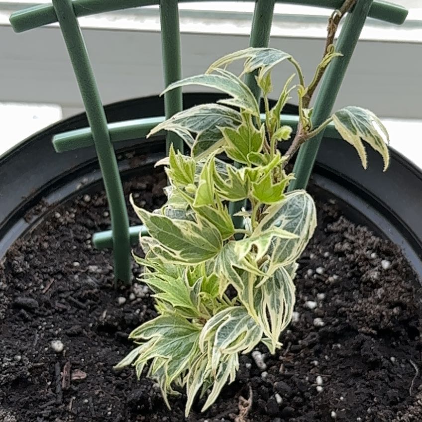 Photo of the plant species English Ivy 'White Ripple' by @PreparedEmerald named Ingrid on Greg, the plant care app