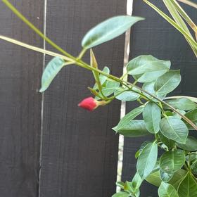 Photo of the plant species Aloha Mandevilla by @KindMinidahlia named James Dean on Greg, the plant care app