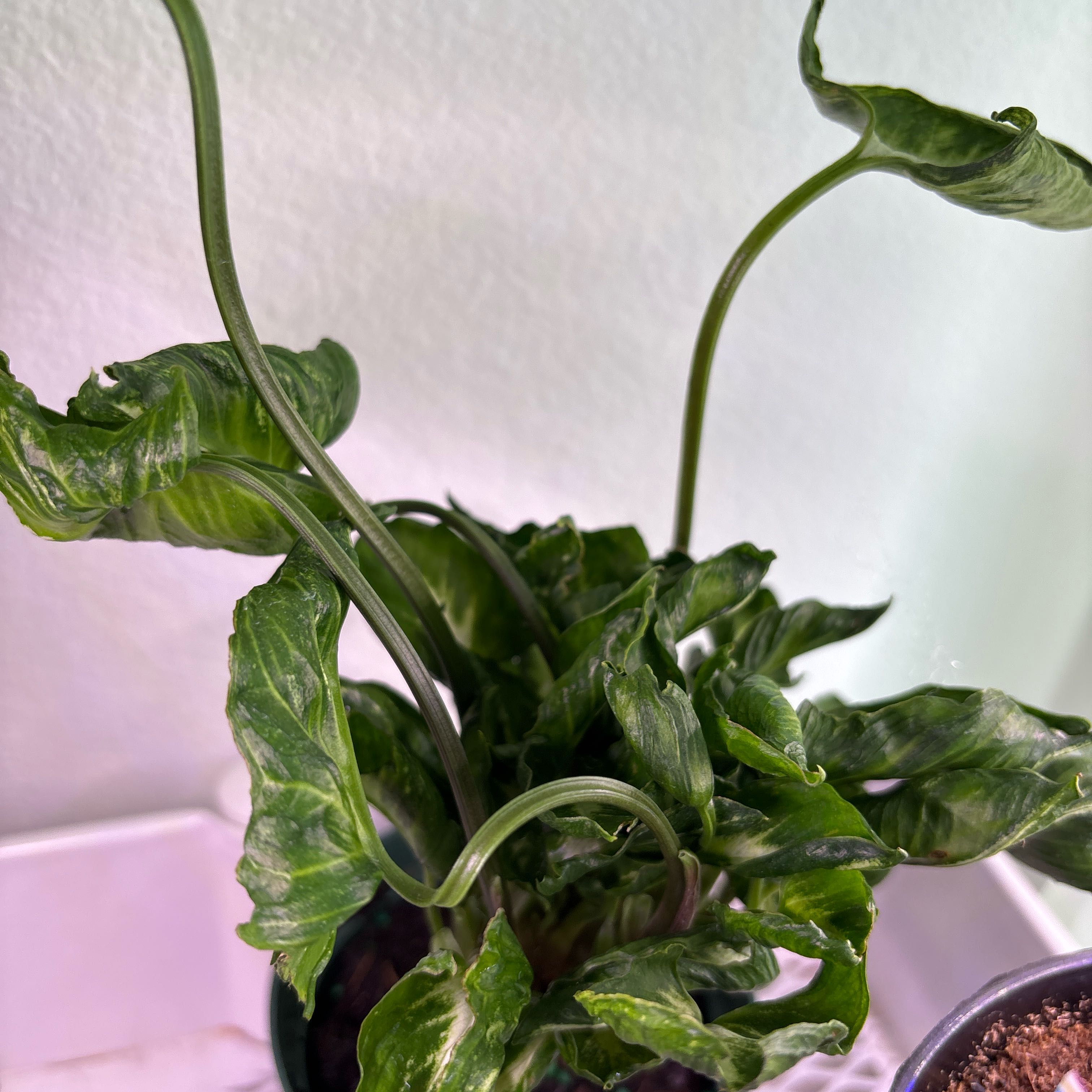 Photo of the plant species Godzilla Plant by @ExecBluevervain named Remington on Greg, the plant care app