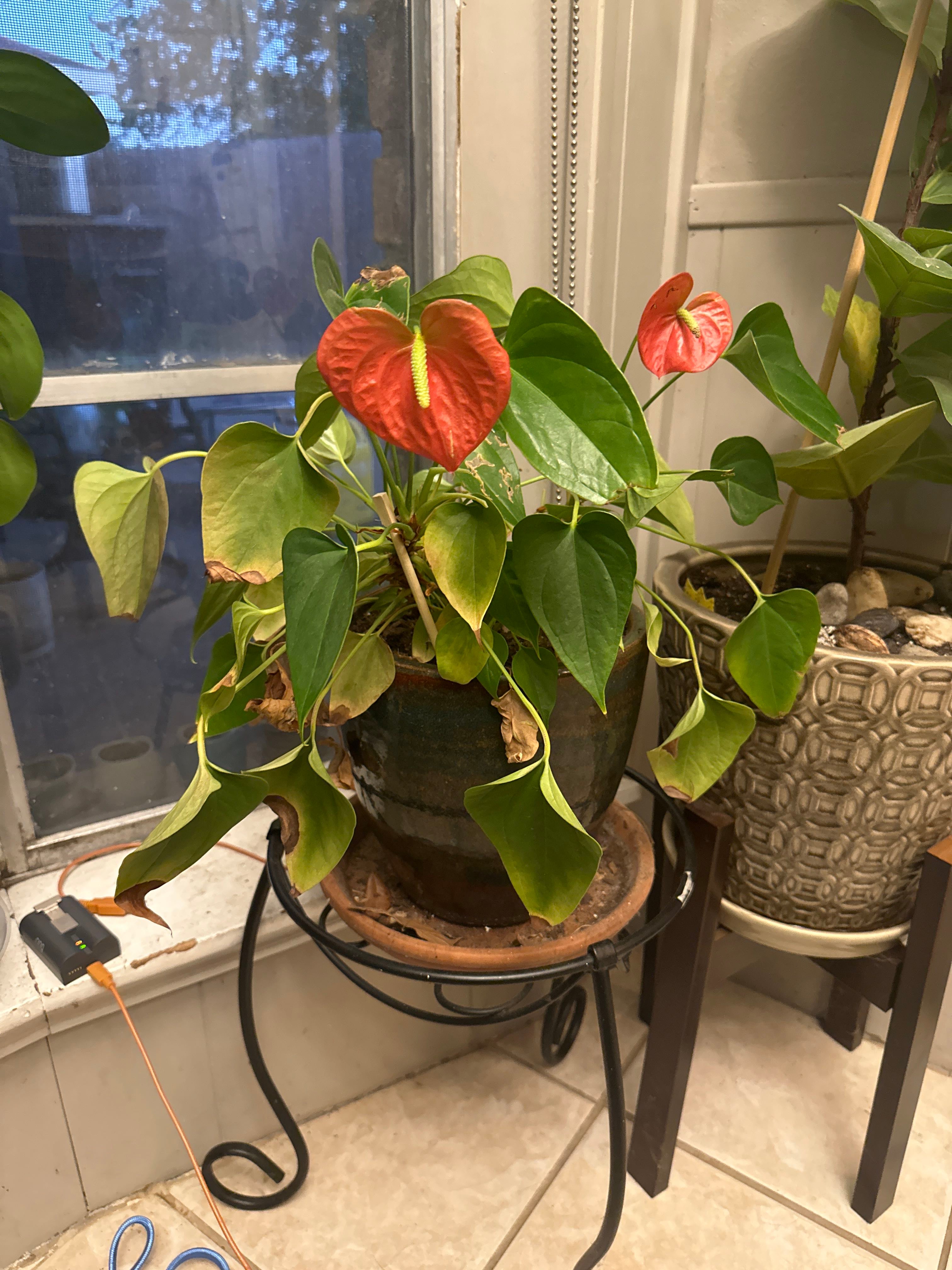 Anturio A plant by PoetBeebalm on Greg