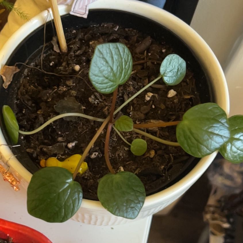 Photo of the plant species flowering peperomia by @FormallyTearose named Naomi on Greg, the plant care app