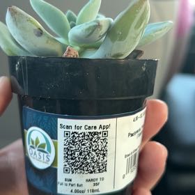 Photo of the plant species Powder Puff by @GracedLavaplant named otis on Greg, the plant care app