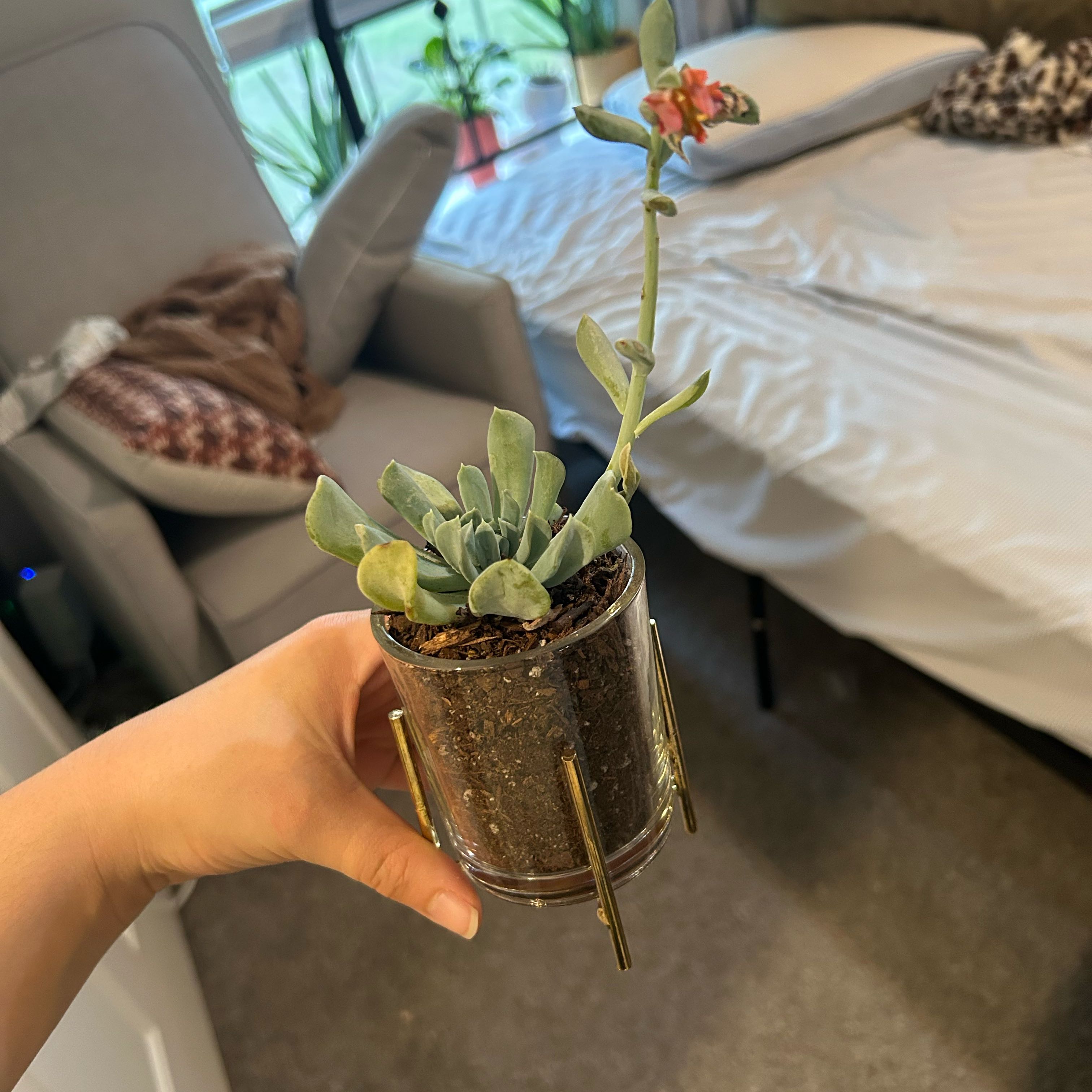 Photo of the plant species Echeveria 'Arabella' by @AceWoollyyarrow named Lebron on Greg, the plant care app
