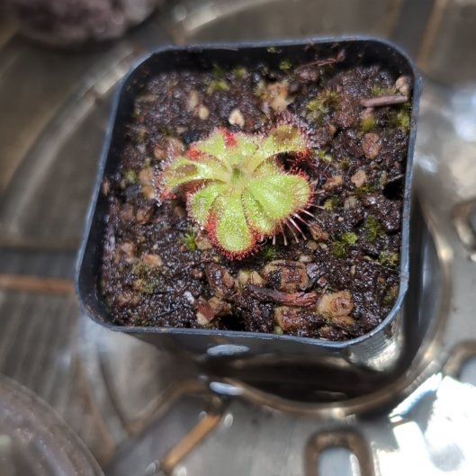 Photo of the plant species Pygmy Sundew by @TycoonChickory named Gregarious on Greg, the plant care app