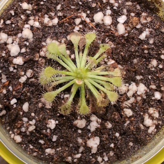 Photo of the plant species Pink Sundew by @TycoonChickory named Fernie Saunders on Greg, the plant care app