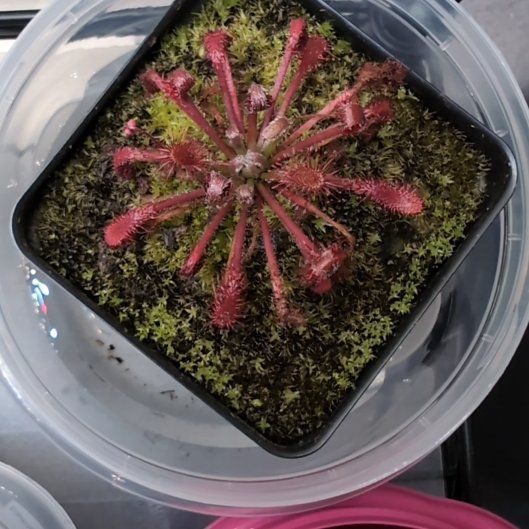 Photo of the plant species Sunset Peak Sundew by @TycoonChickory named Osmo on Greg, the plant care app