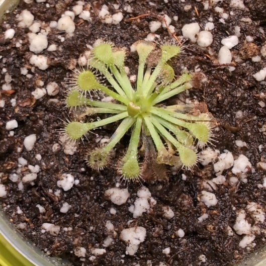 Photo of the plant species Pink Sundew by @TycoonChickory named Kardashian on Greg, the plant care app