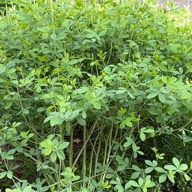 Photo of the plant species Blue Wild Indigo by @PetiteZzplant named Kylie on Greg, the plant care app