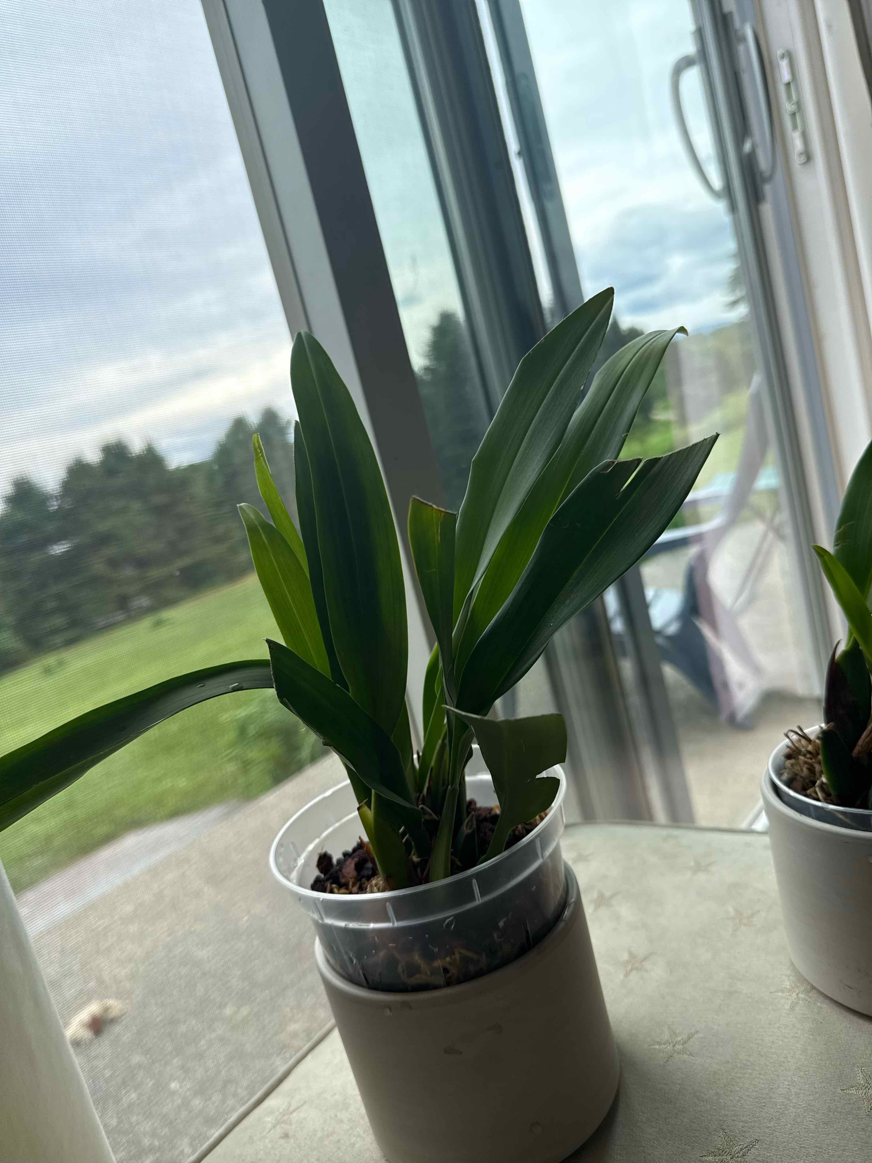 Photo of the plant species Maxillaria rufescens by @smushface named Harper on Greg, the plant care app