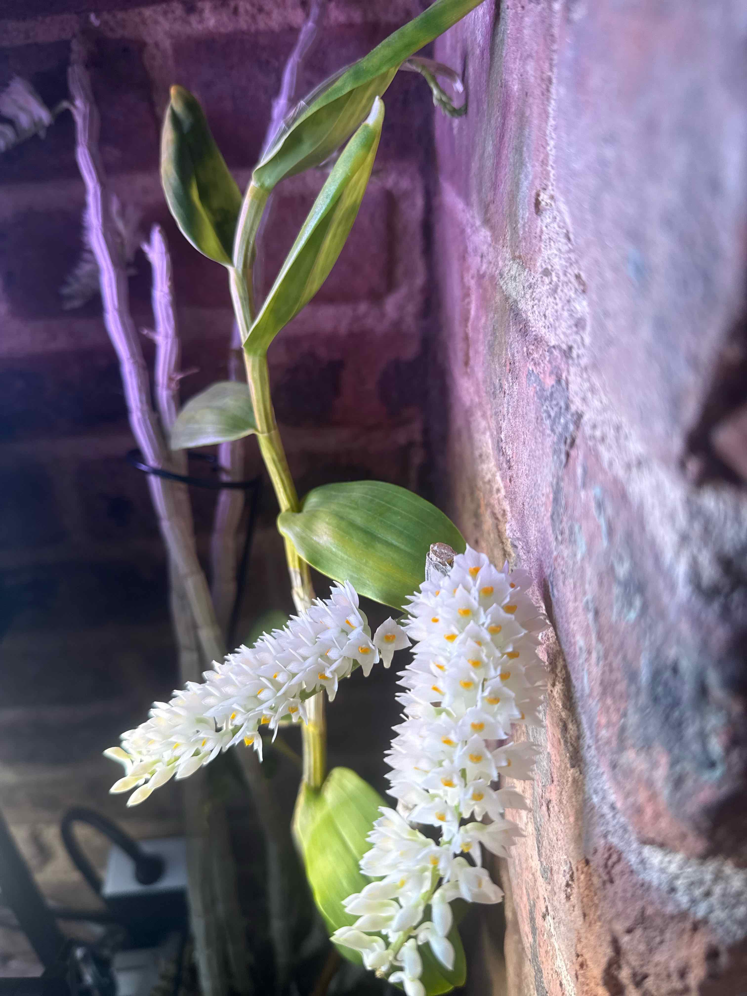 Photo of the plant species Dendrobium secundum 'Alba' by @smushface named Albabella on Greg, the plant care app