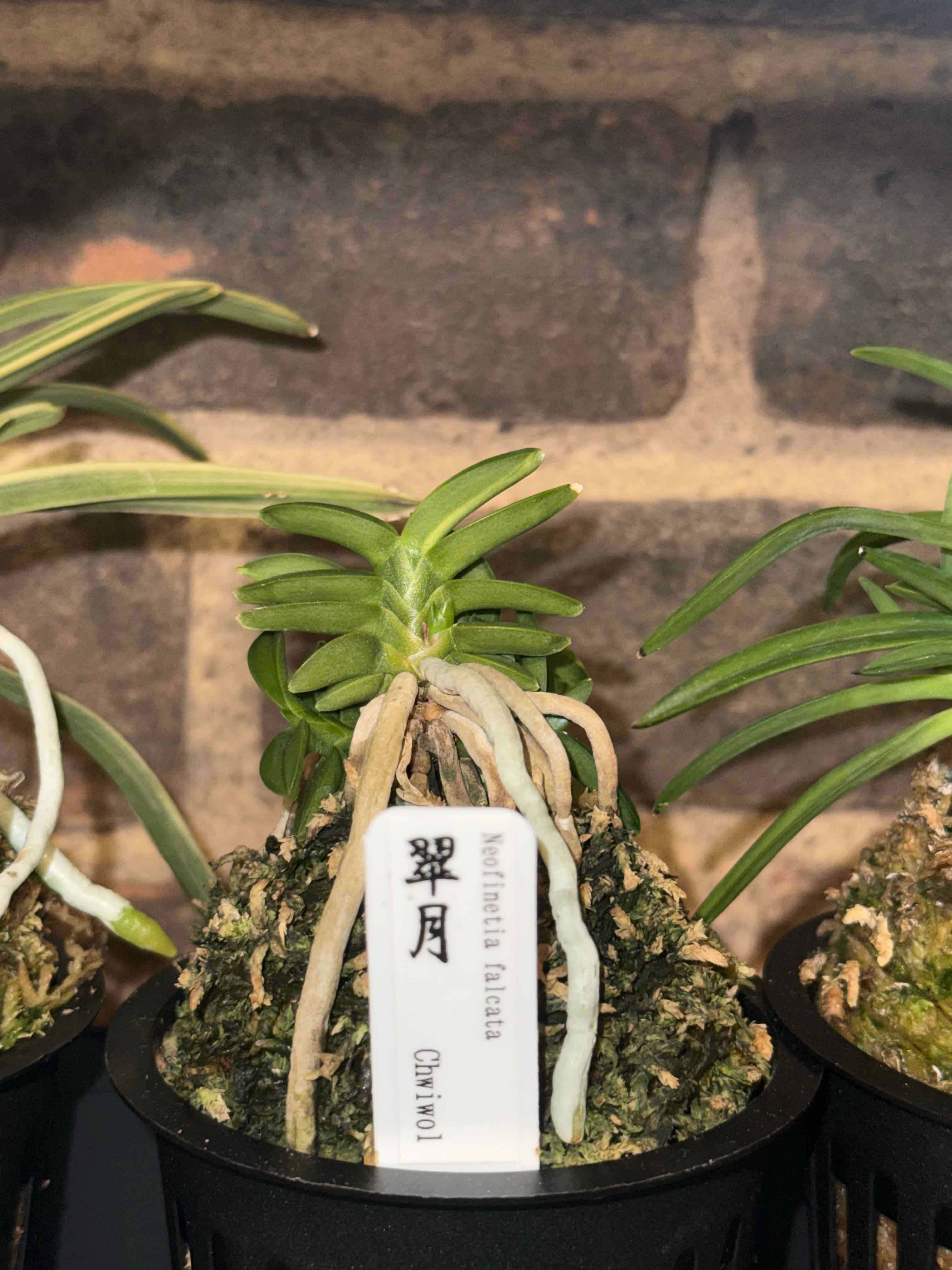 Photo of the plant species Vanda falcata by @smushface named Chwiwolho on Greg, the plant care app