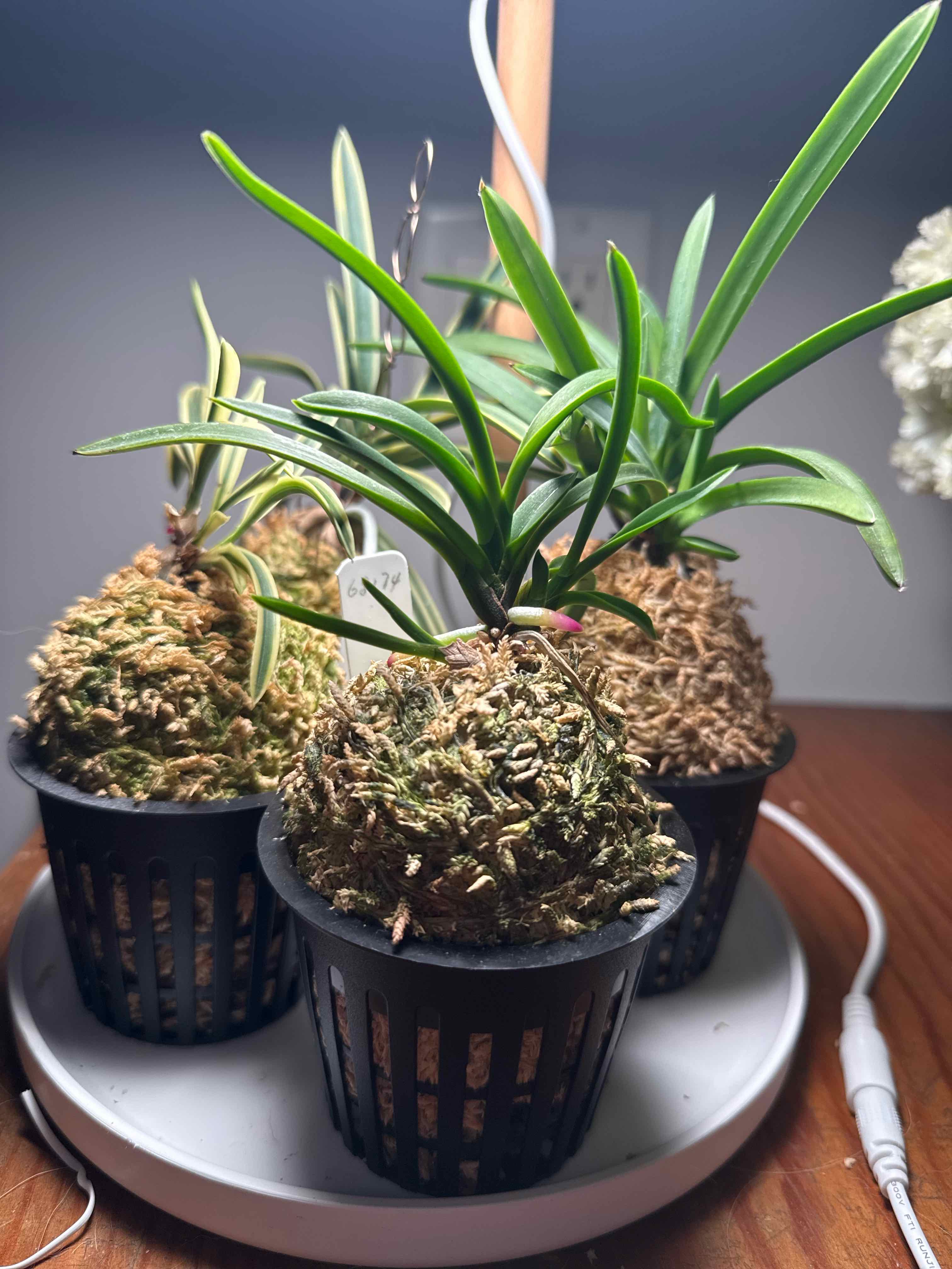 Photo of the plant species Vanda falcata by @smushface named Manjushage on Greg, the plant care app