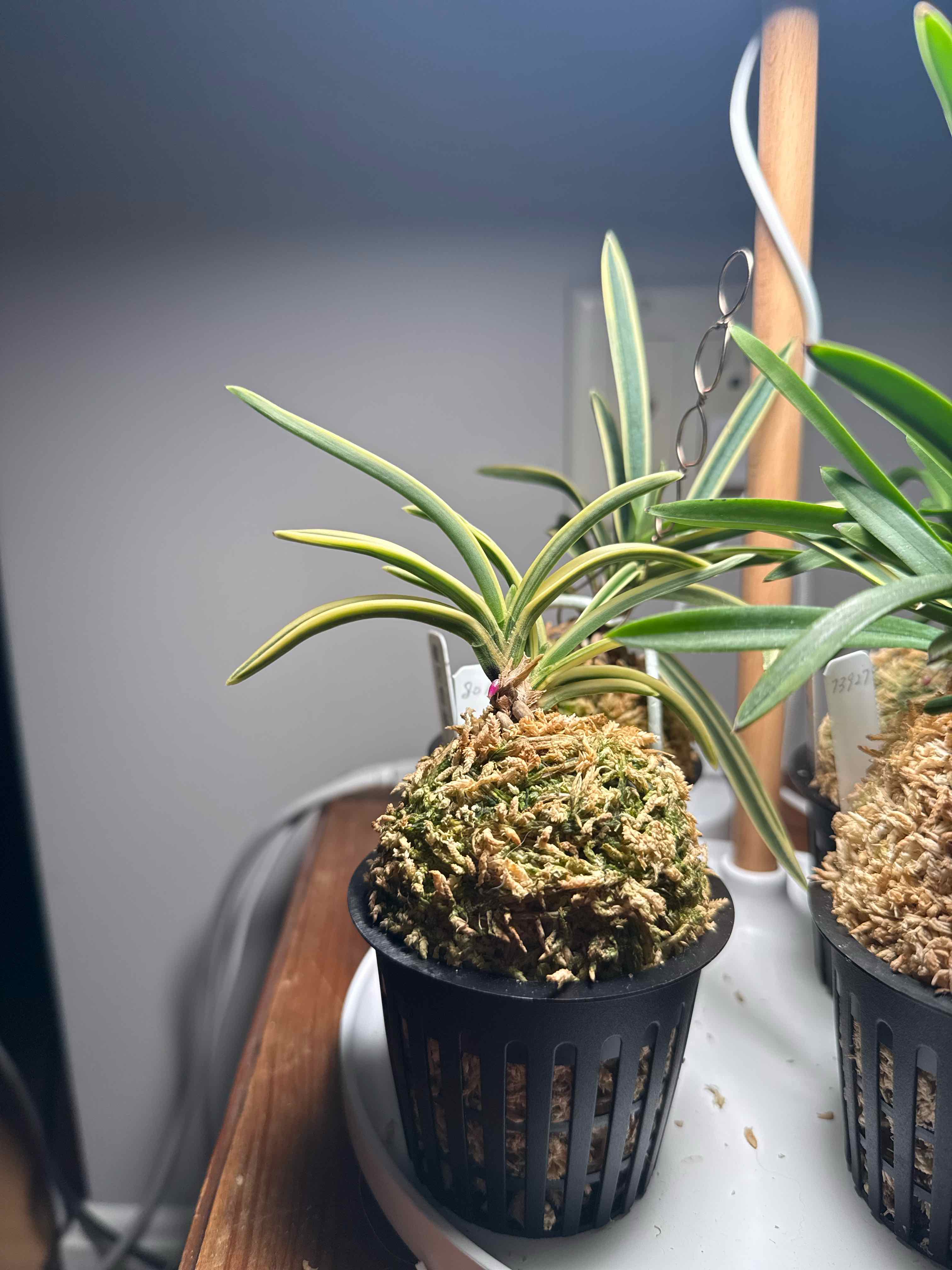 Photo of the plant species Vanda falcata by @smushface named Higuma Nishiki on Greg, the plant care app