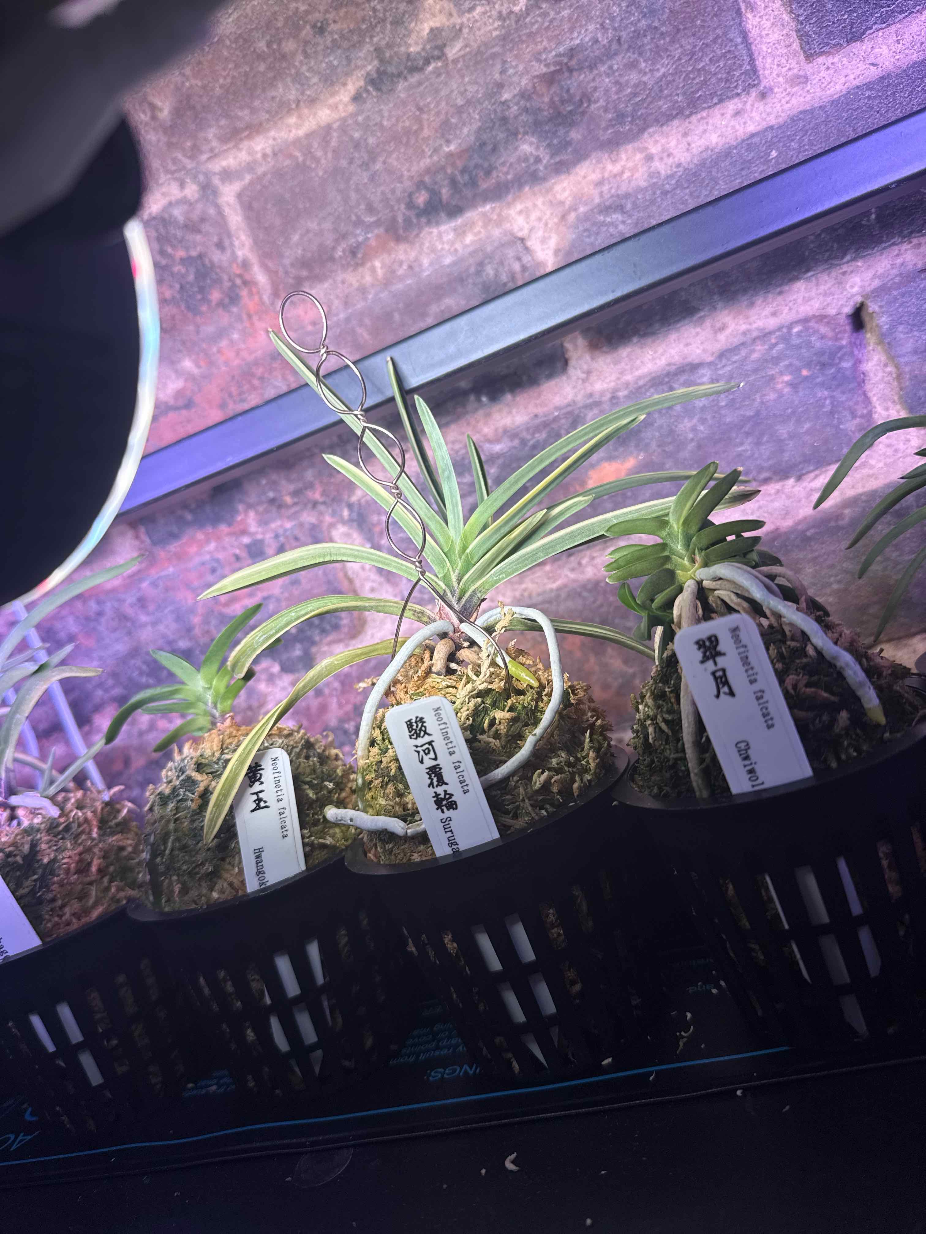 Photo of the plant species Vanda falcata by @smushface named Suruga Fukurin on Greg, the plant care app