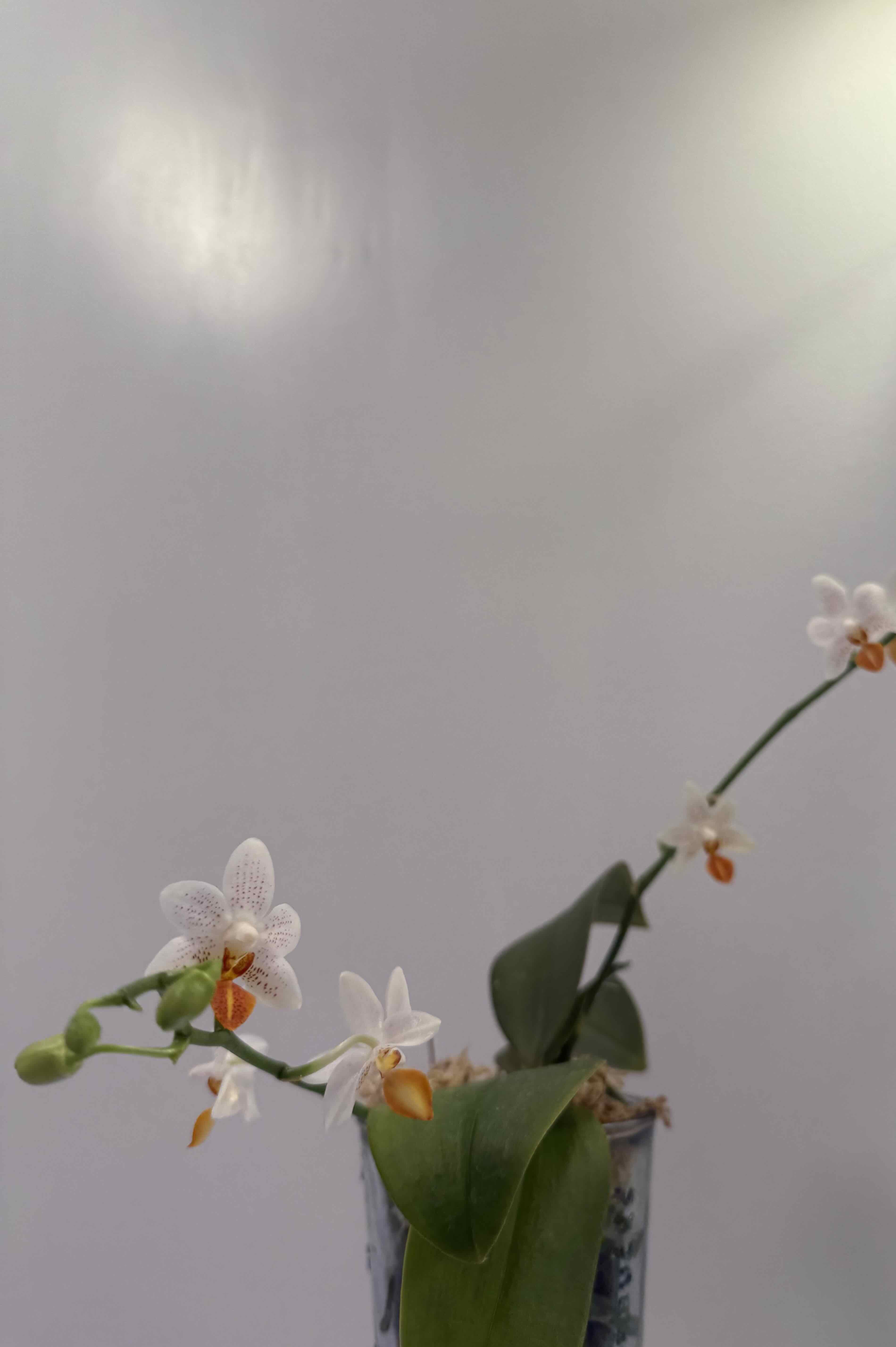 Photo of the plant species Phalaenopsis 'Mini Mark' by @smushface named Thing 2 on Greg, the plant care app