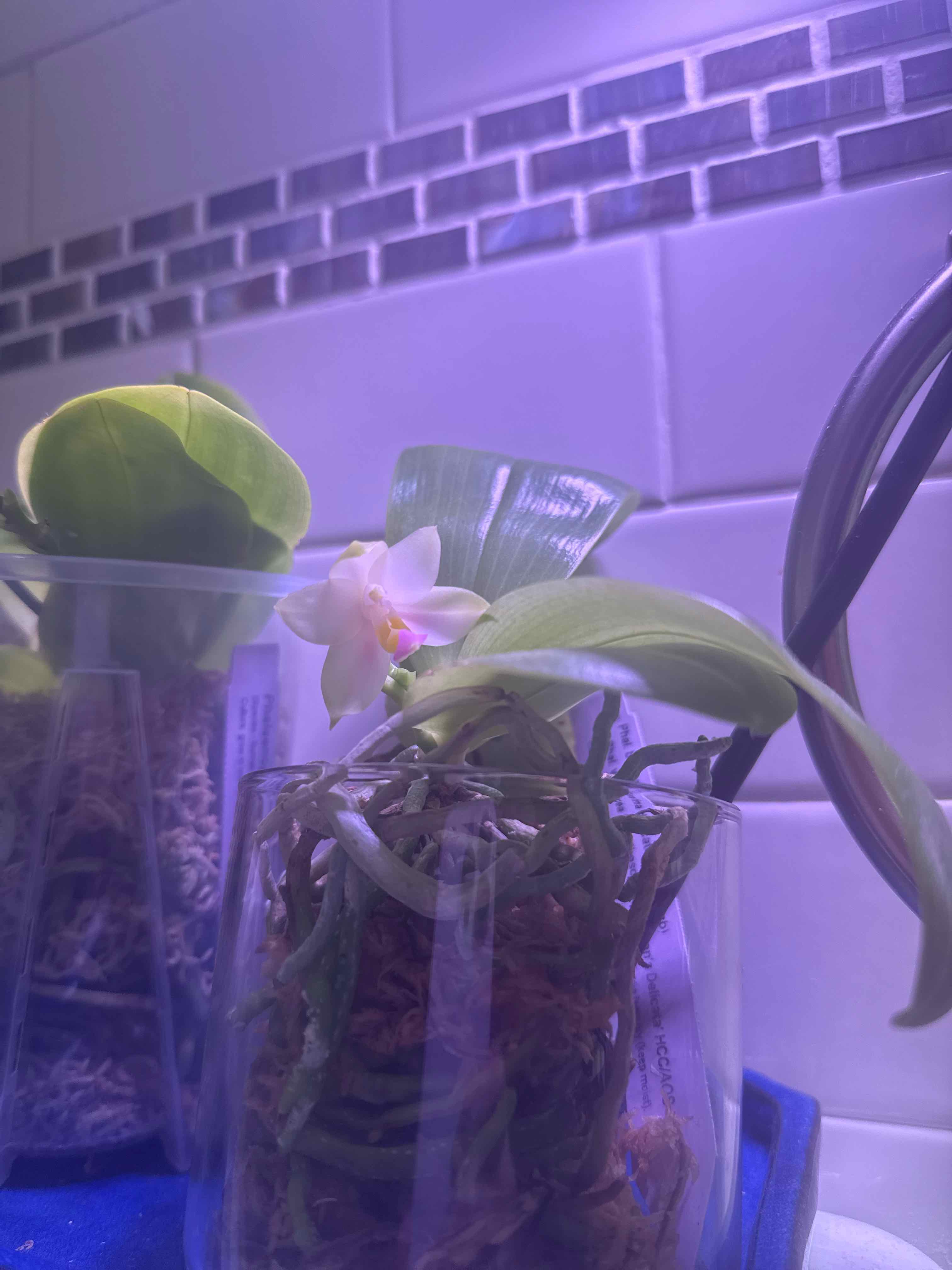 Photo of the plant species Phalaenopsis Bellina Orchid by @smushface named Delicata | Beth Lamb on Greg, the plant care app
