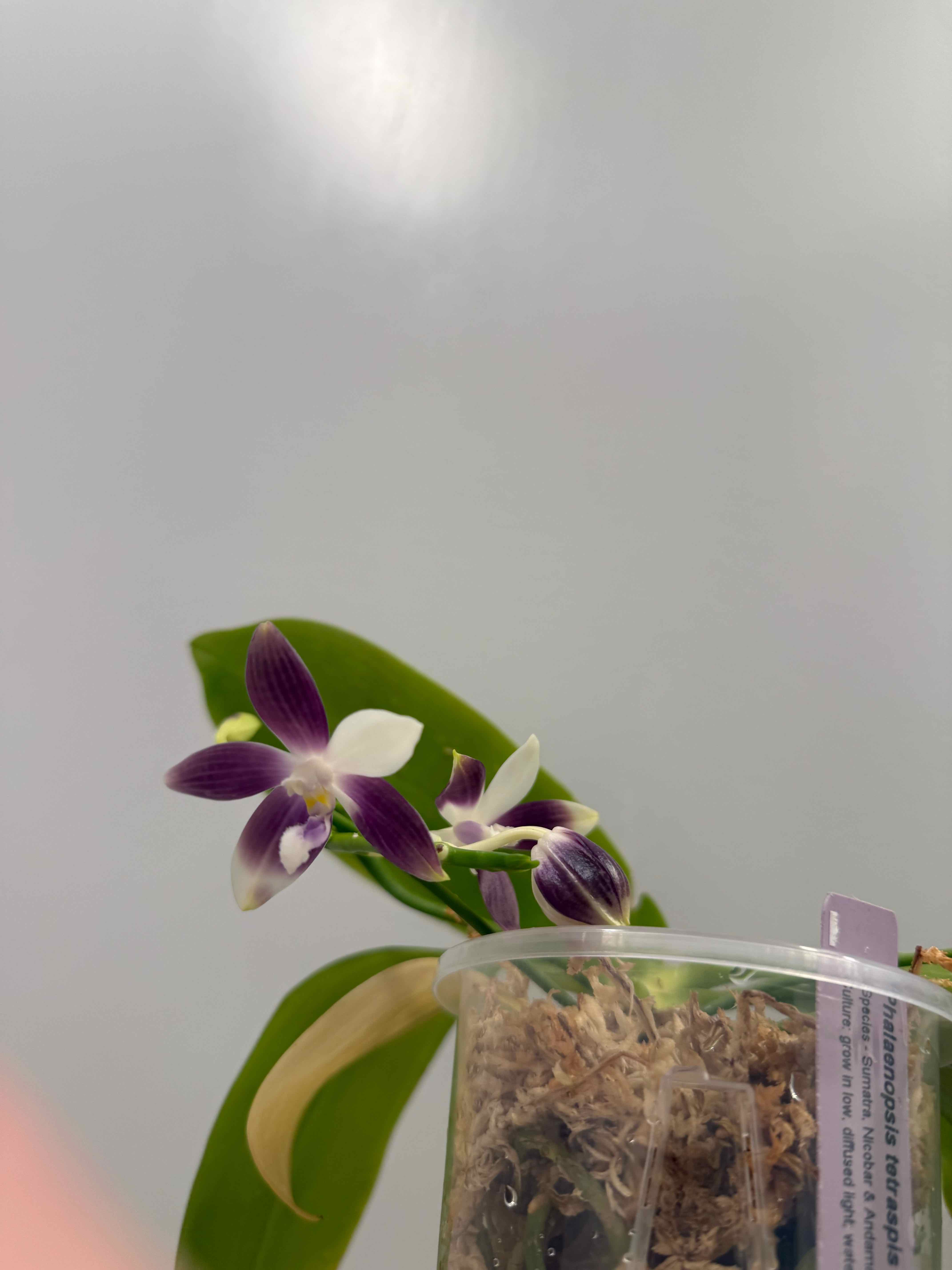 Photo of the plant species Phalaenopsis Speciosa by @smushface named Harold Wilson 712 on Greg, the plant care app