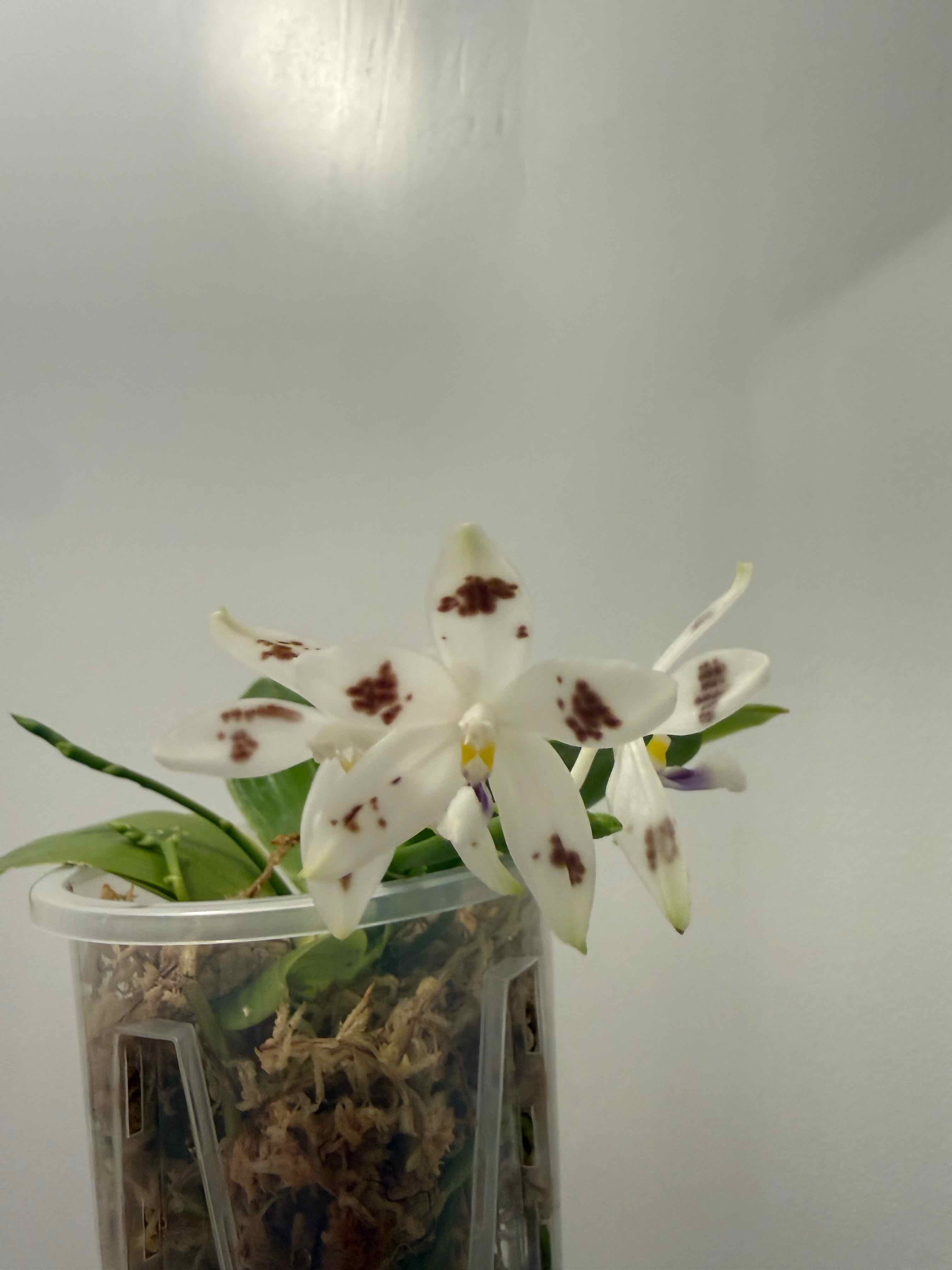 Photo of the plant species Phalaenopsis Speciosa by @smushface named Florence Wilson 714 on Greg, the plant care app