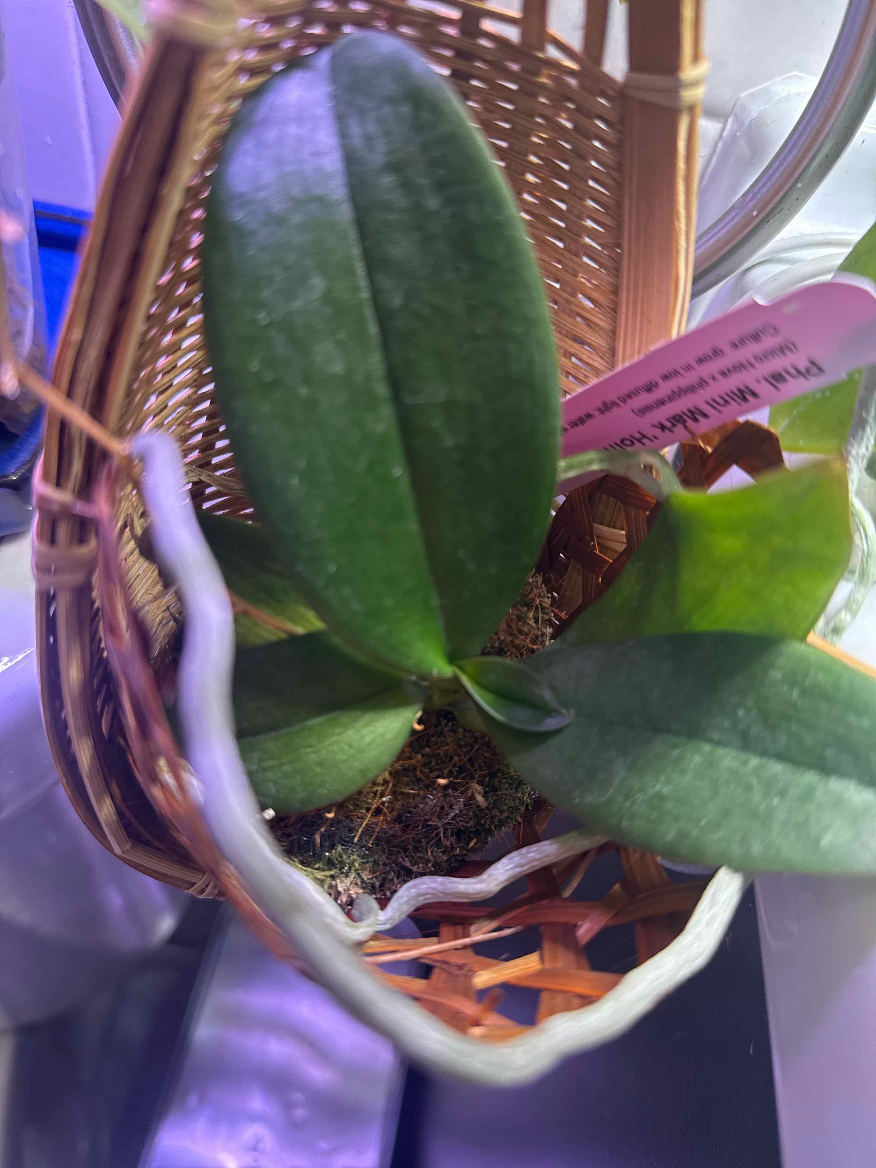 Photo of the plant species Phalaenopsis 'Mini Mark' by @smushface named Thing Wheeee on Greg, the plant care app