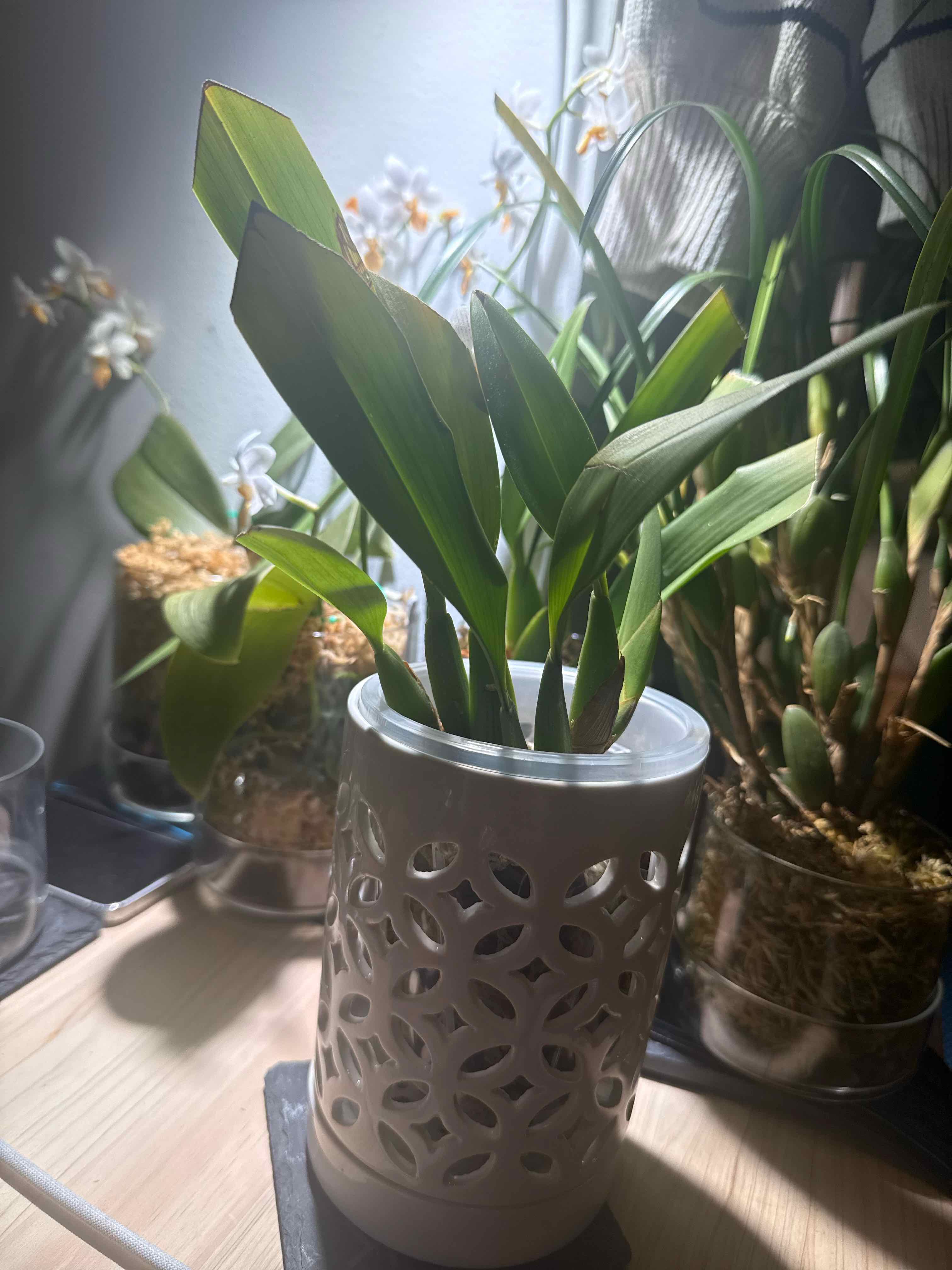 Photo of the plant species Maxillaria rufescens by @smushface named Rye on Greg, the plant care app