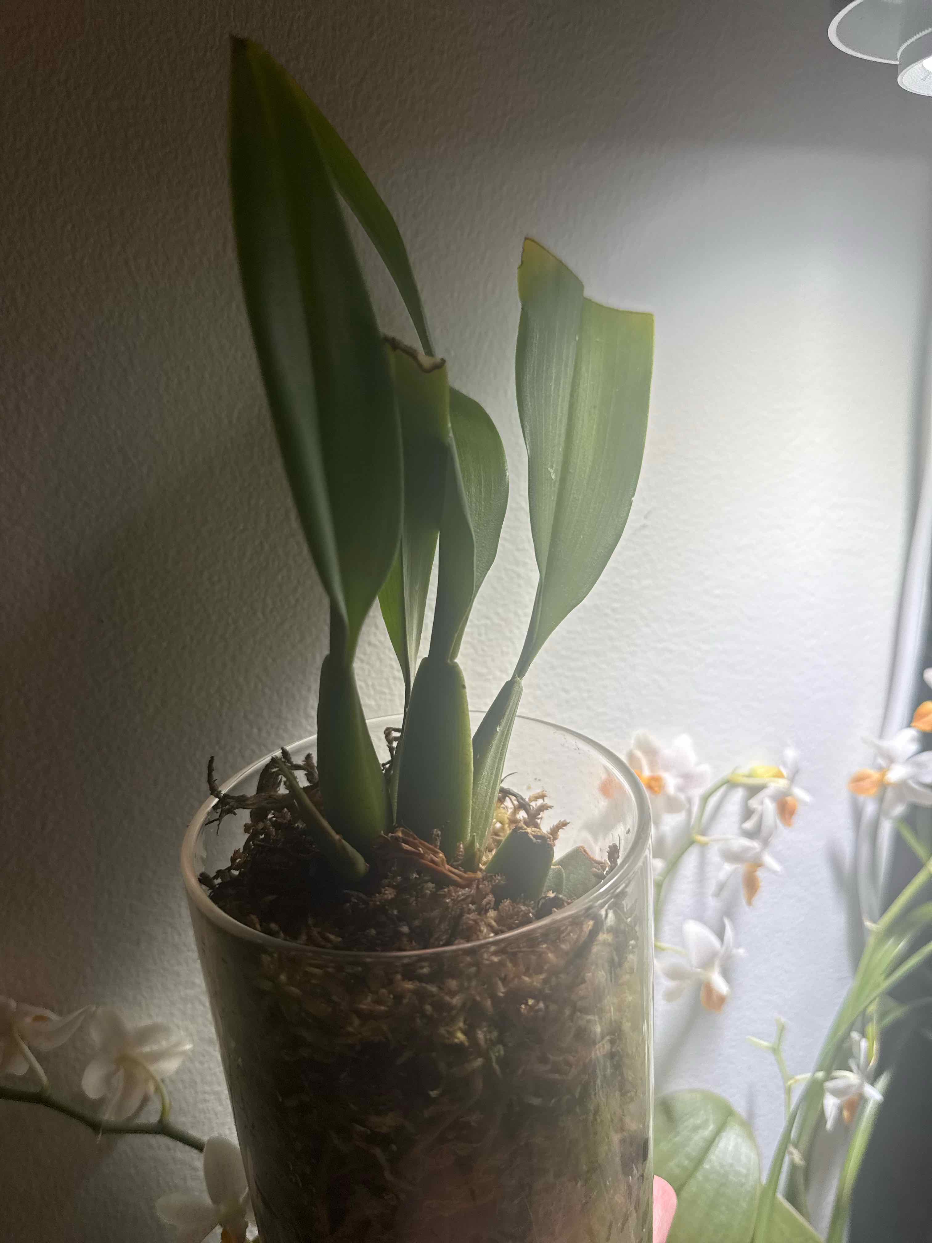 Photo of the plant species Maxillaria rufescens by @smushface named Whisky on Greg, the plant care app