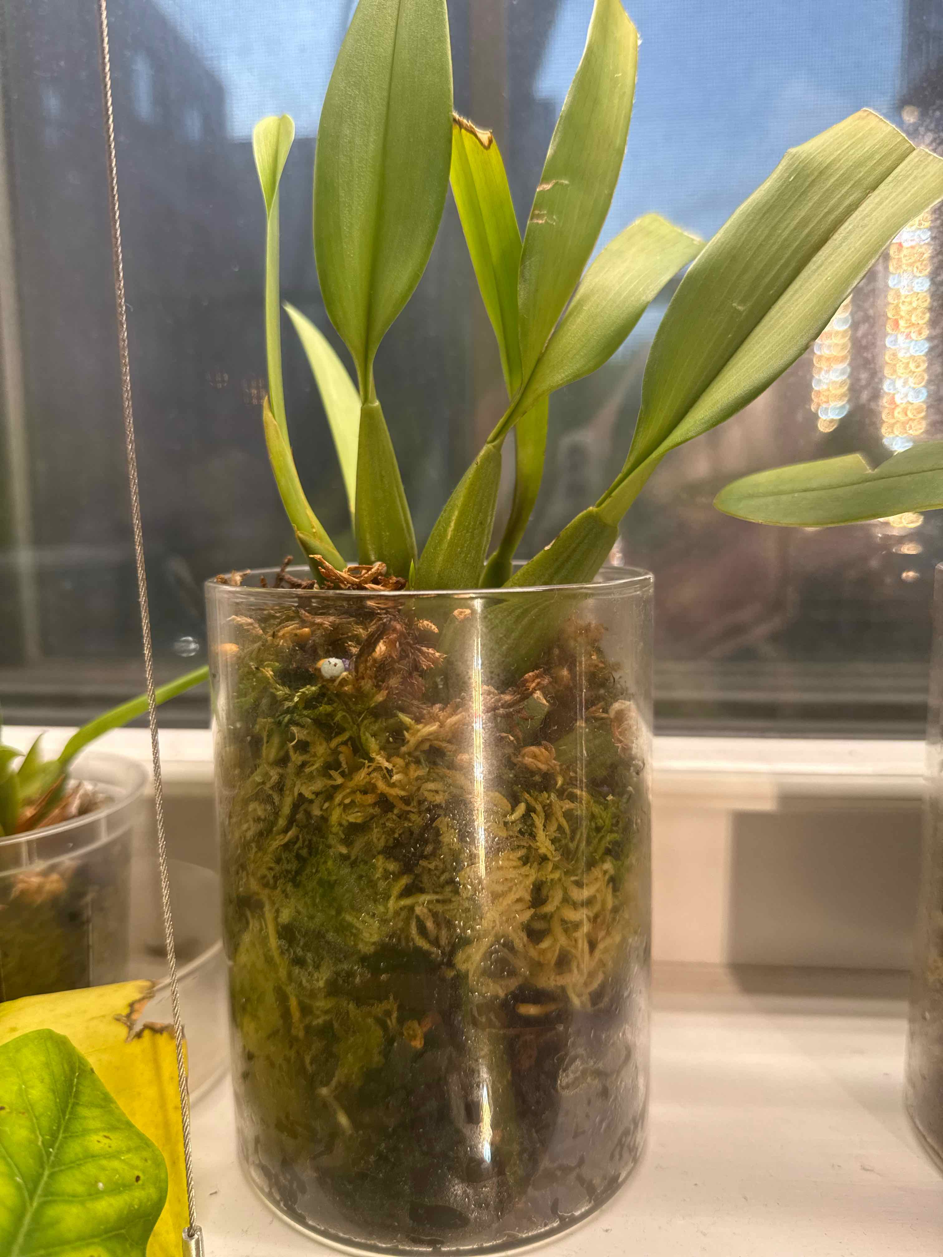 Photo of the plant species Maxillaria rufescens by @smushface named Whisky on Greg, the plant care app