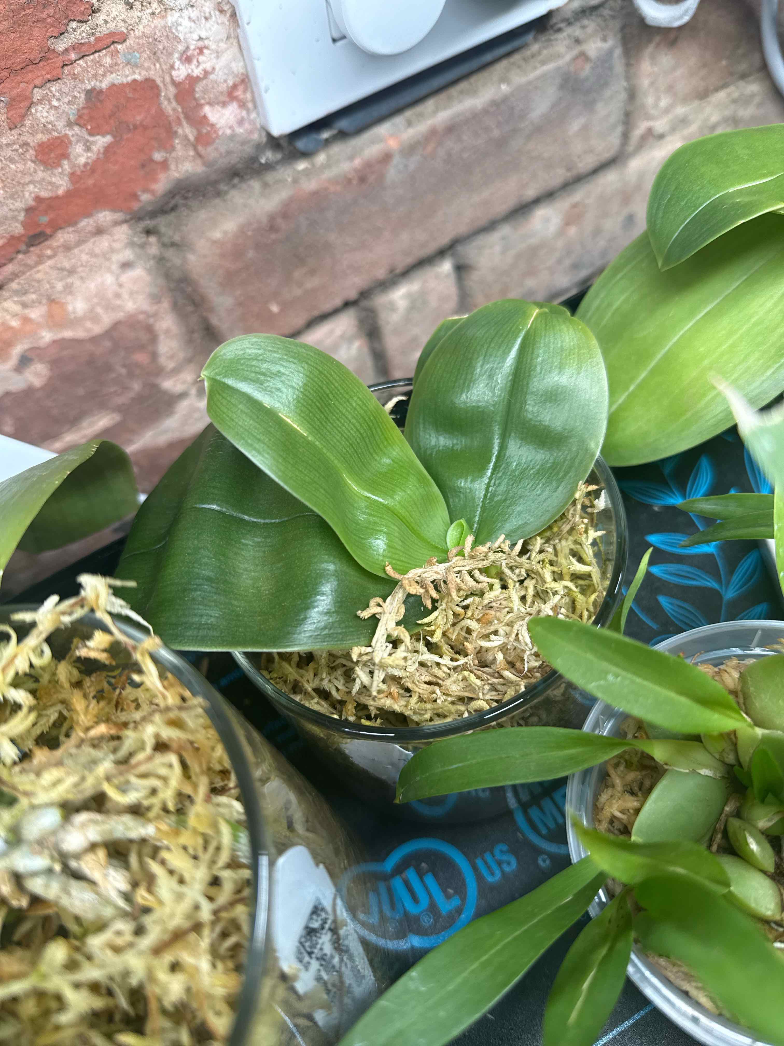 Photo of the plant species Phalaenopsis Bellina Orchid by @smushface named Ember (Fire) on Greg, the plant care app