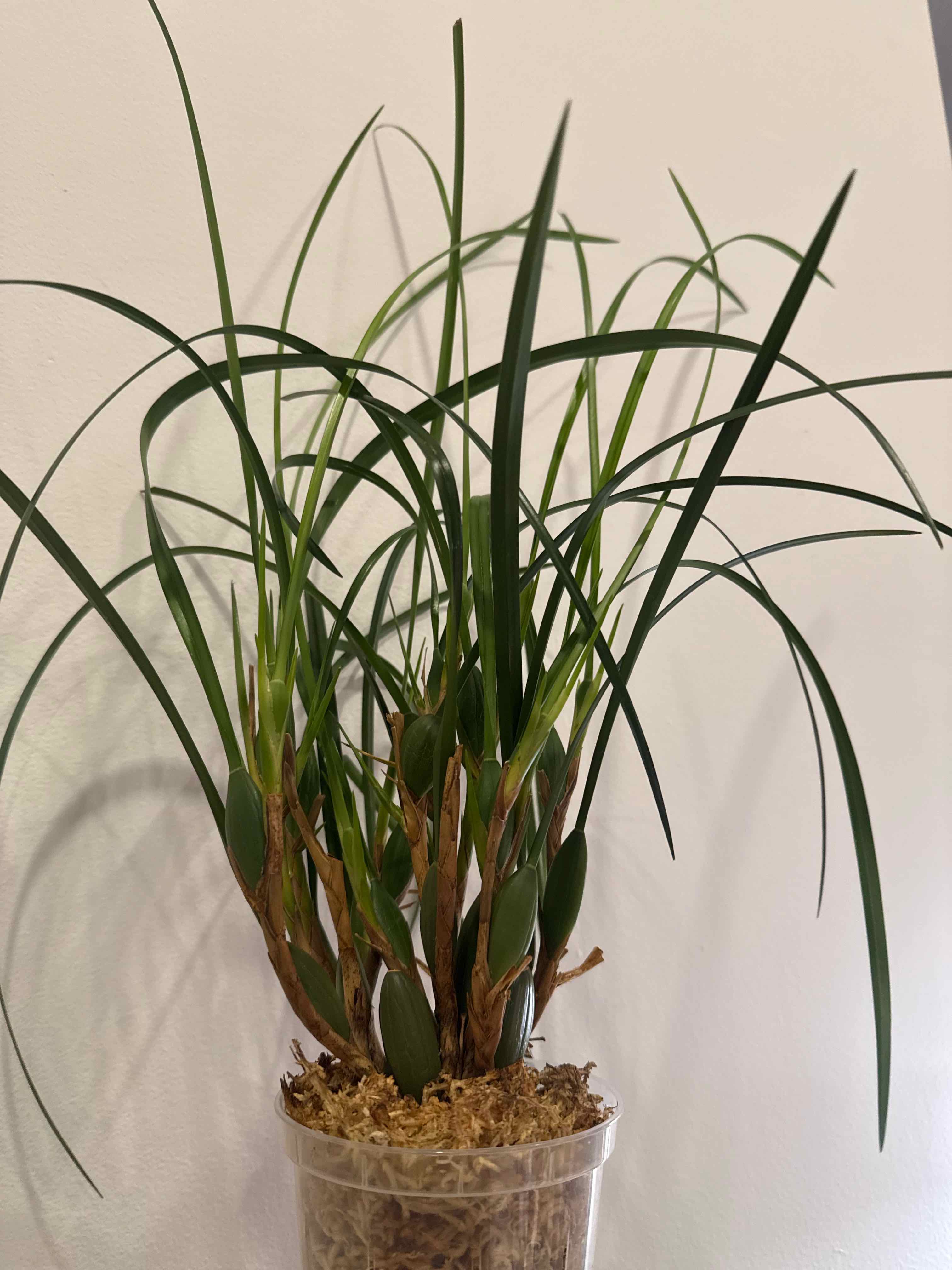 Photo of the plant species Coconut Orchid by @smushface named Kokomo on Greg, the plant care app