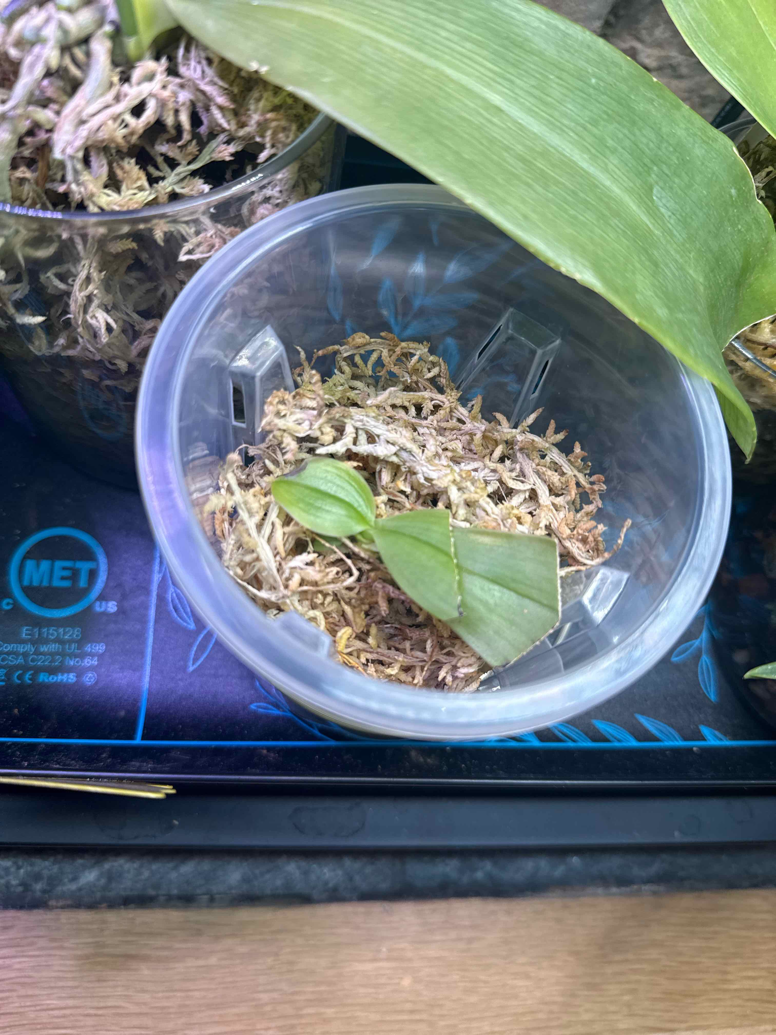 Photo of the plant species Phalaenopsis Bellina Orchid by @smushface named Sylph (Pink ‘Patrick’) on Greg, the plant care app