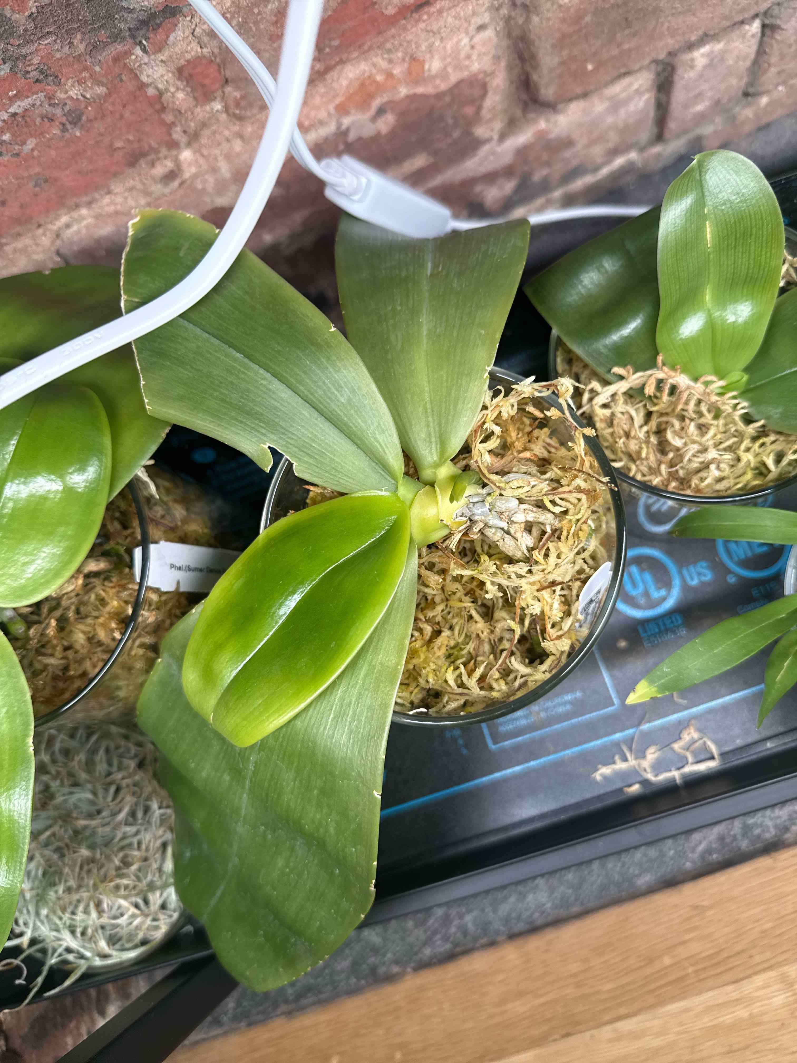 Photo of the plant species Phalaenopsis Bellina Orchid by @smushface named Kindle (Coerulea) on Greg, the plant care app
