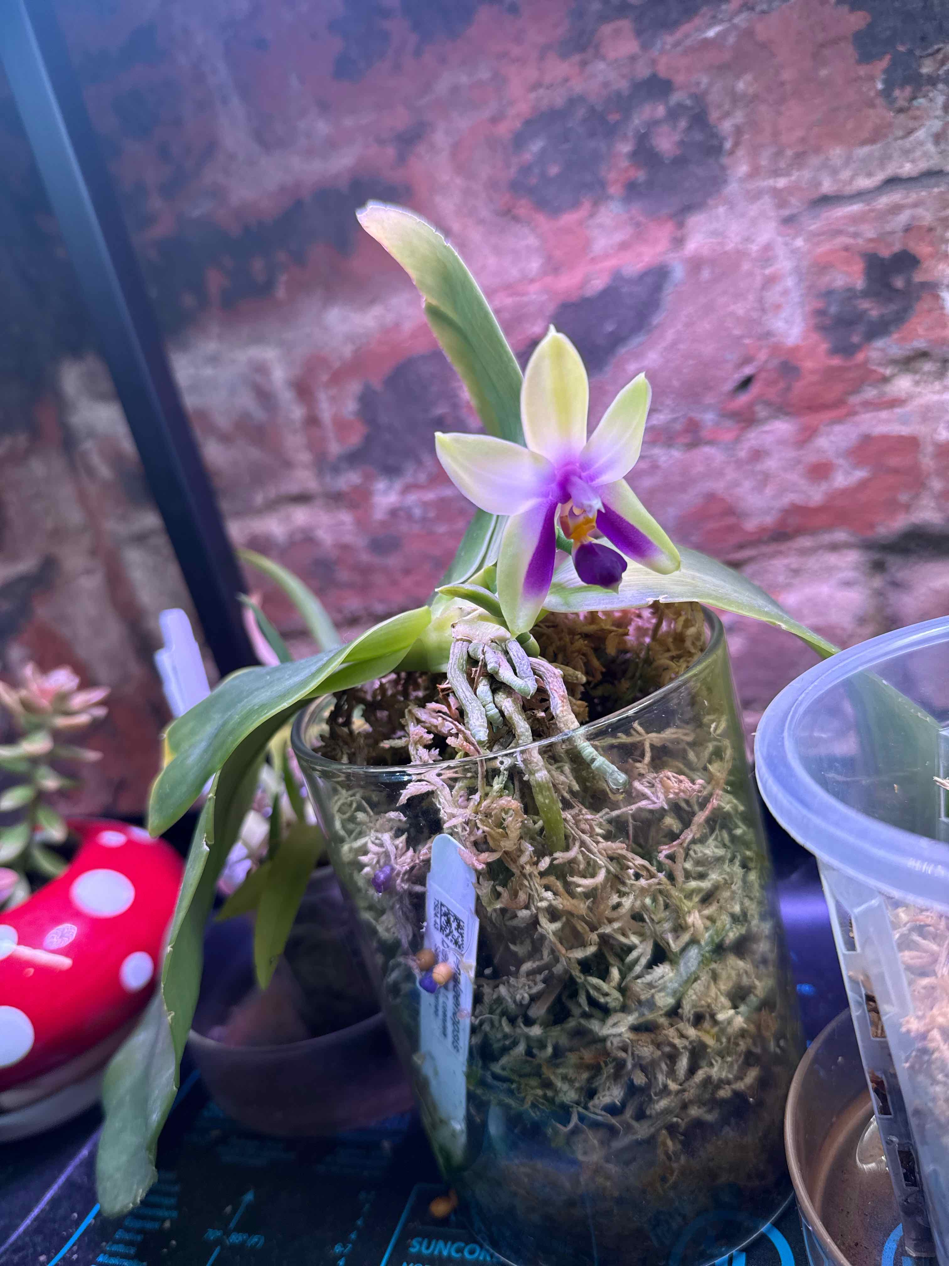 Photo of the plant species Phalaenopsis Bellina Orchid by @smushface named Kindle (Coerulea) on Greg, the plant care app