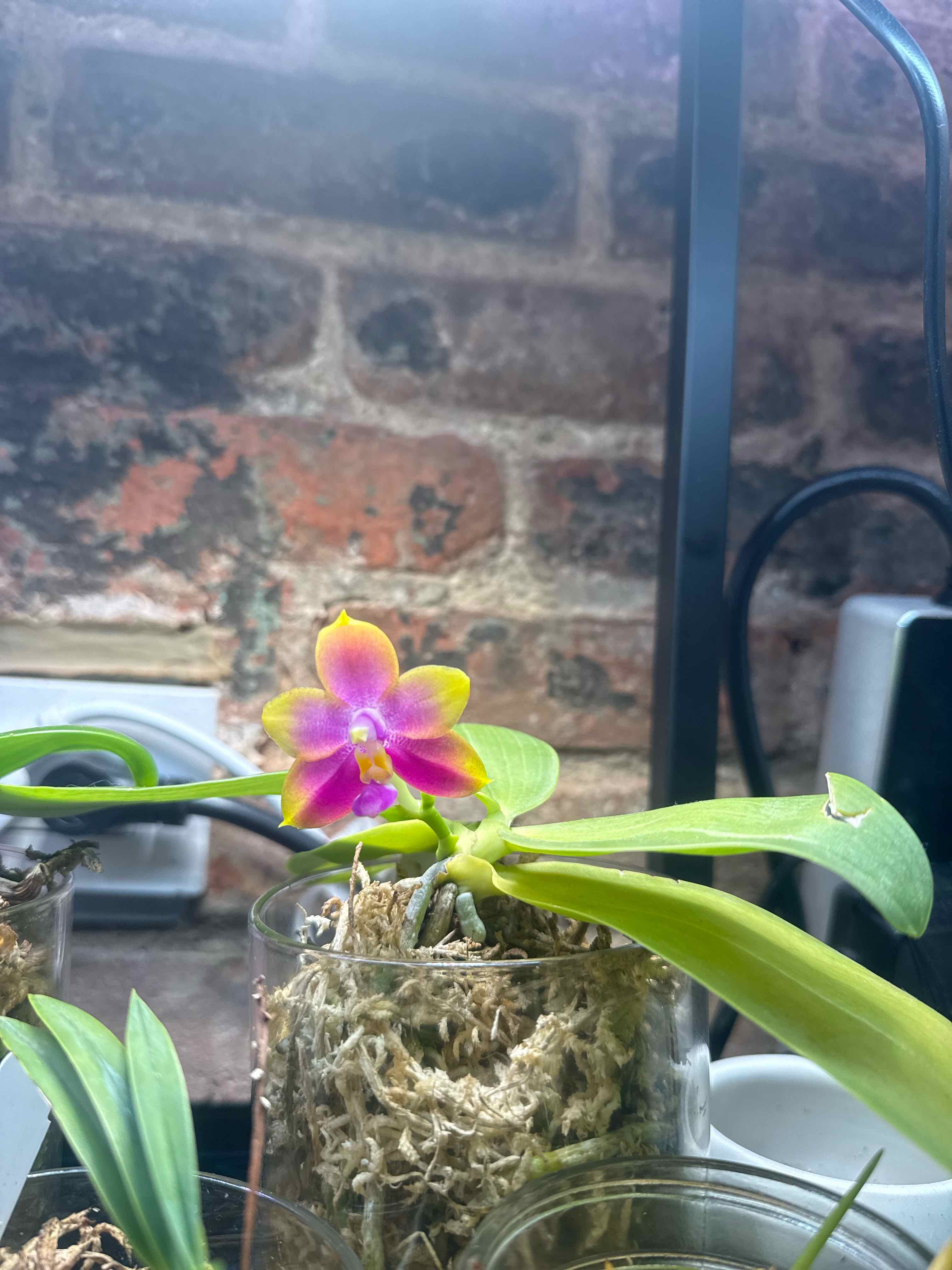 Photo of the plant species Phalaenopsis Bellina Orchid by @smushface named Luna (Jiaho dance girl) on Greg, the plant care app