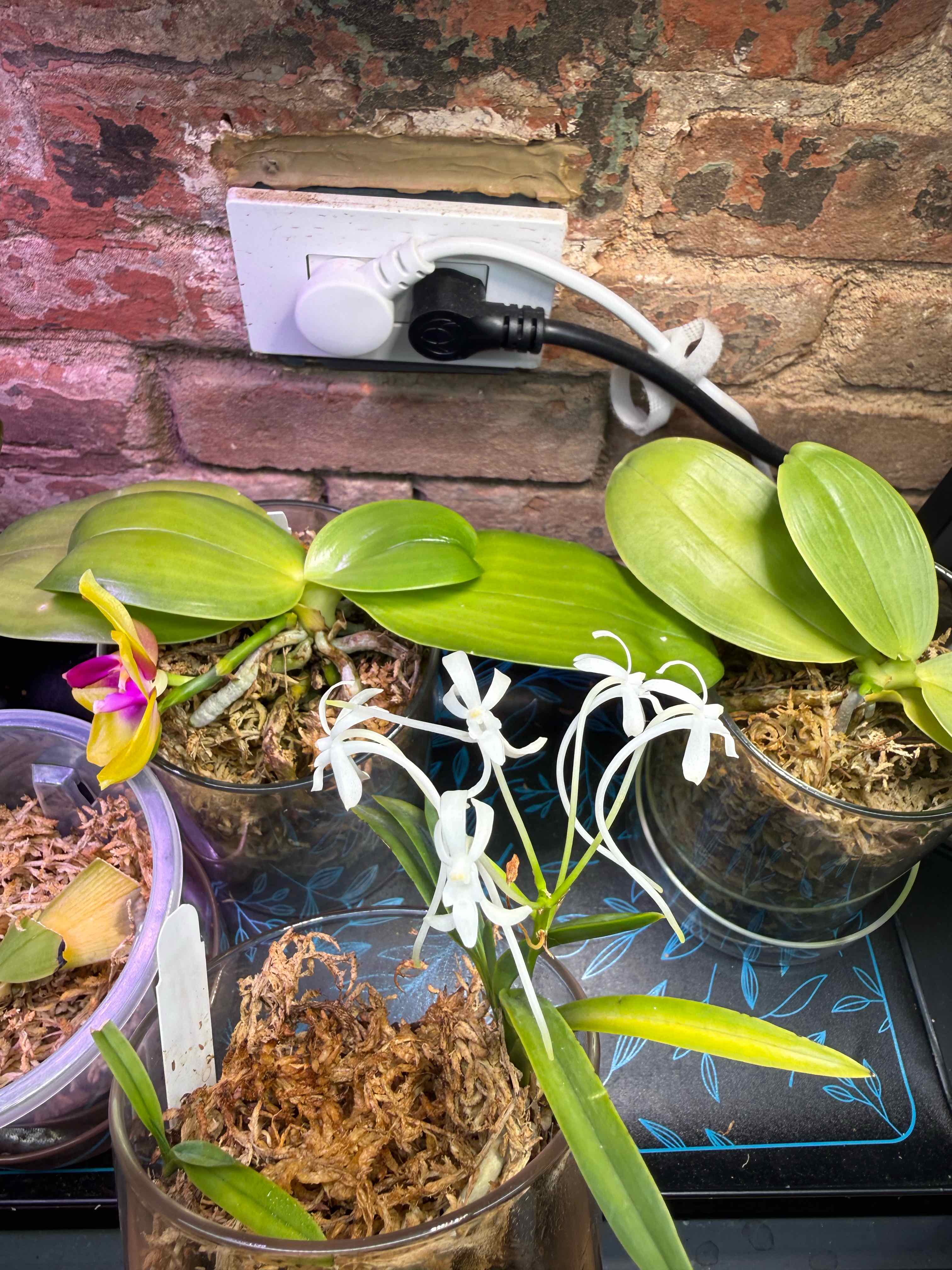 Photo of the plant species Vanda falcata by @smushface named O-Ren Ishii on Greg, the plant care app