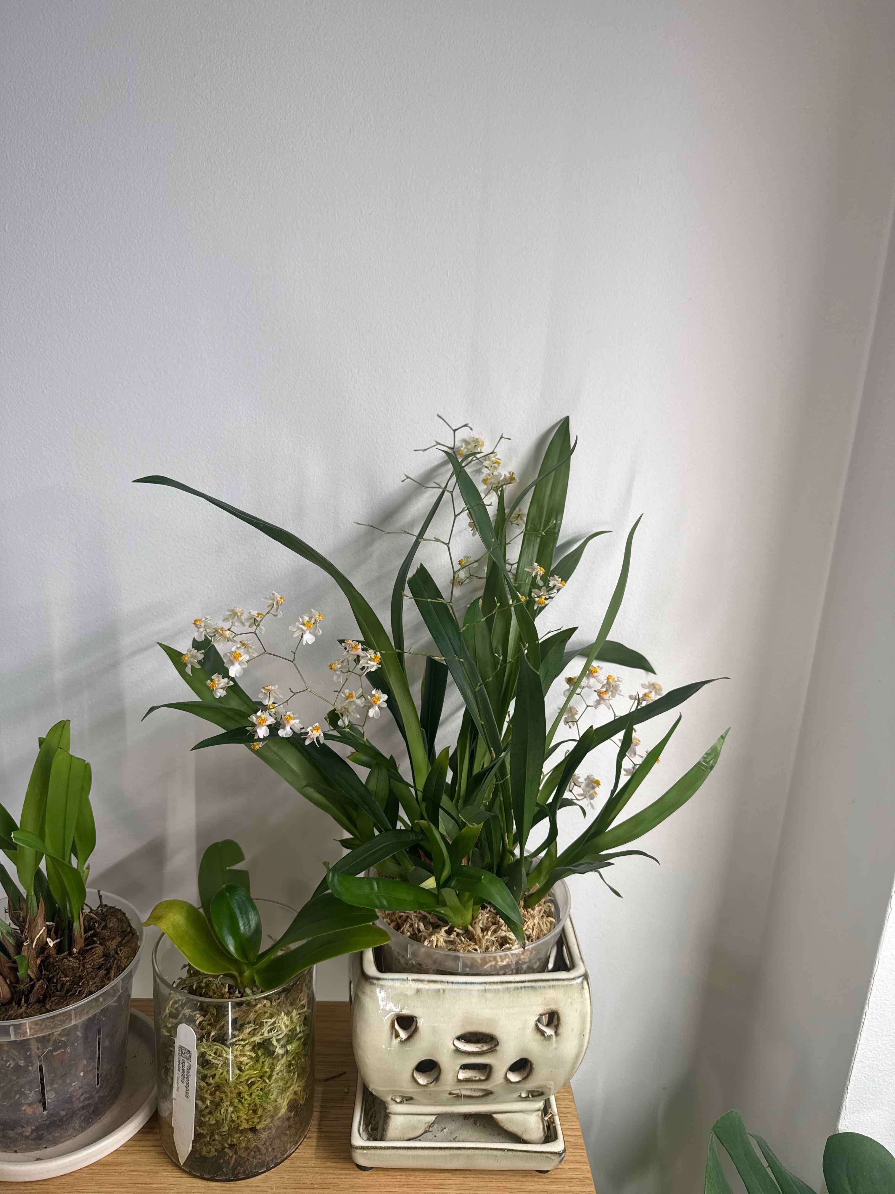 Photo of the plant species Tsiku Marguerite Orchid by @smushface named Petie on Greg, the plant care app