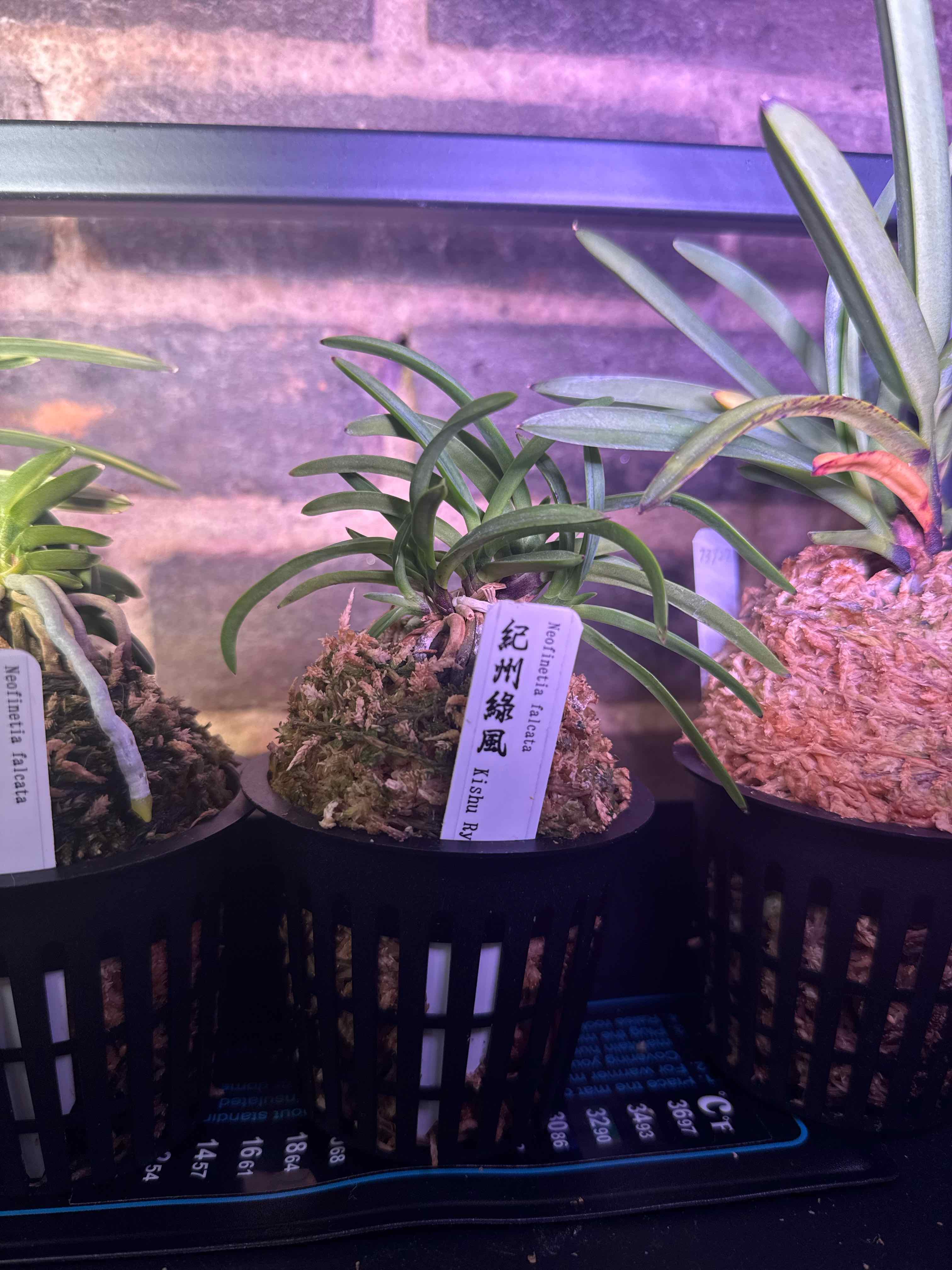 Photo of the plant species Vanda falcata by @smushface named Kishu Ryokufu on Greg, the plant care app