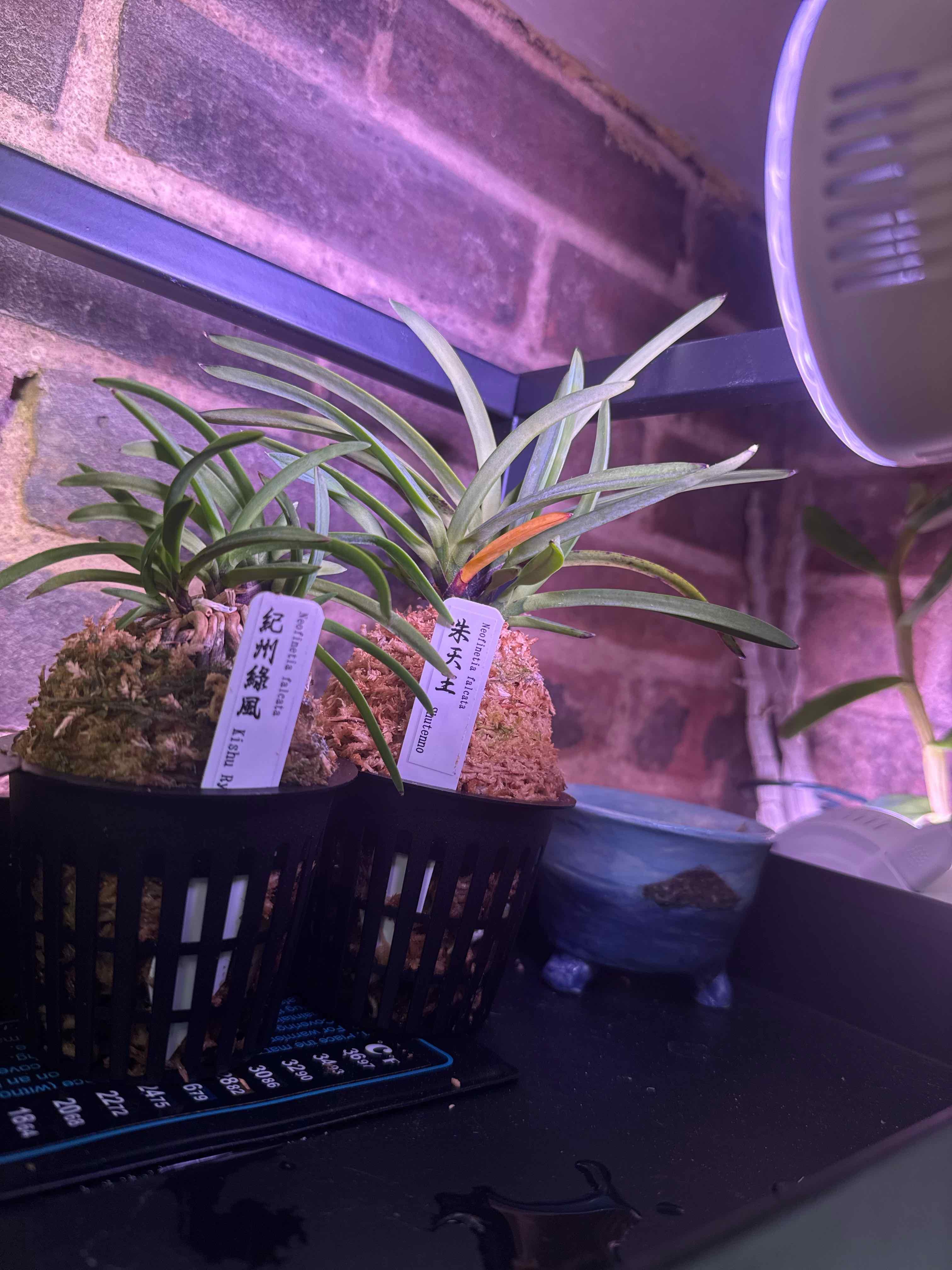 Photo of the plant species Vanda falcata by @smushface named Shutenno on Greg, the plant care app