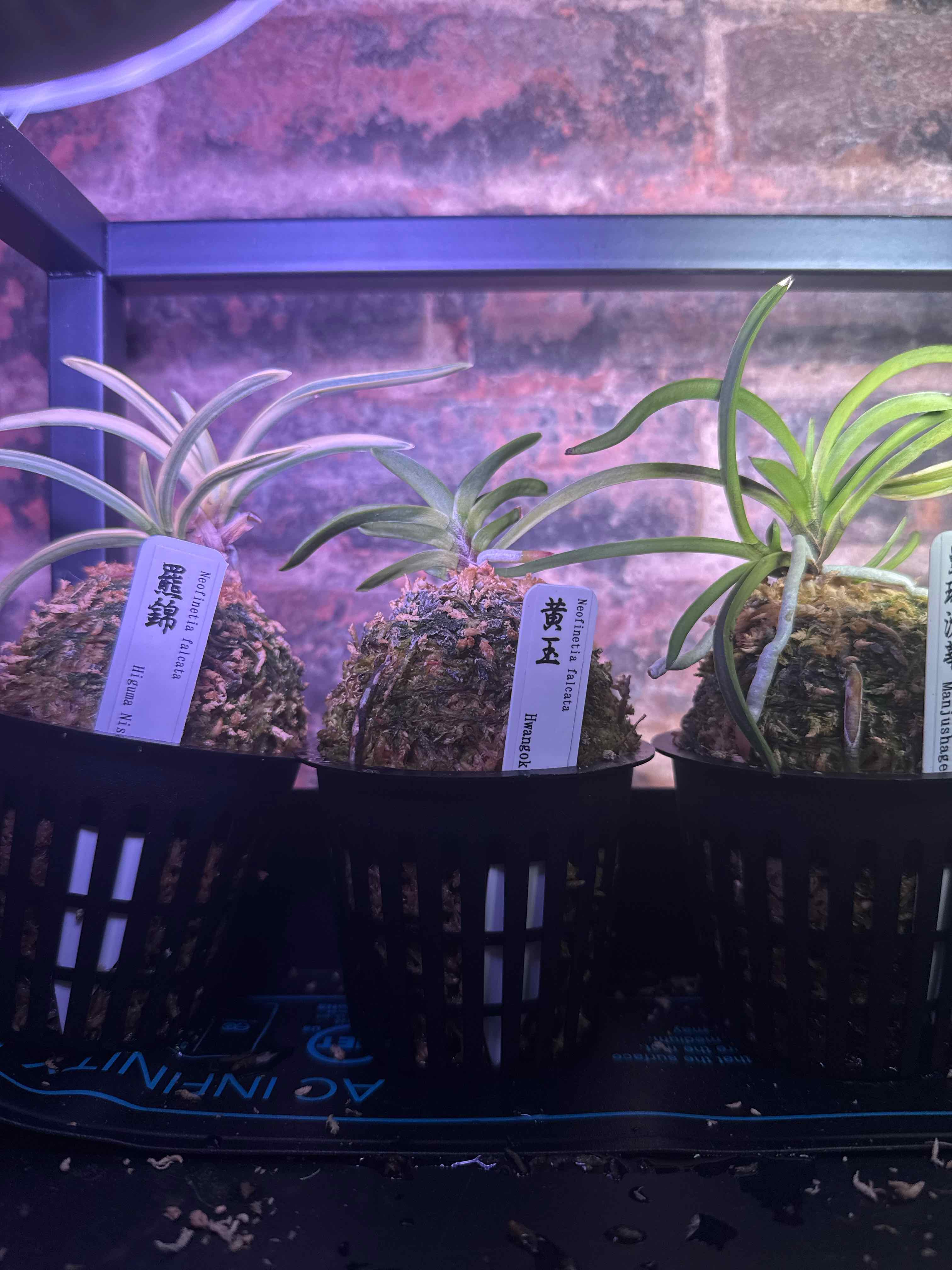 Photo of the plant species Vanda falcata by @smushface named Hwang-ok on Greg, the plant care app