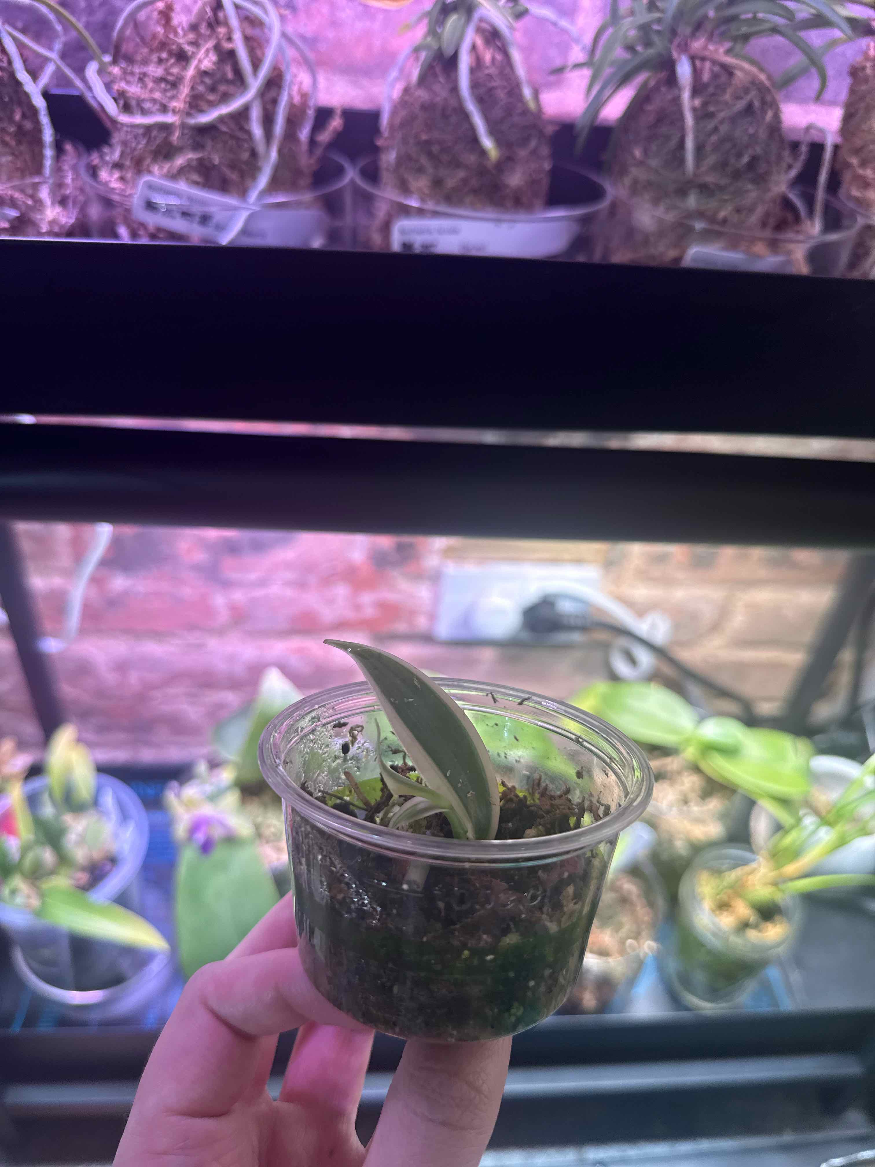 Photo of the plant species varigated Vanilla Orchid by @smushface named Liantassë on Greg, the plant care app
