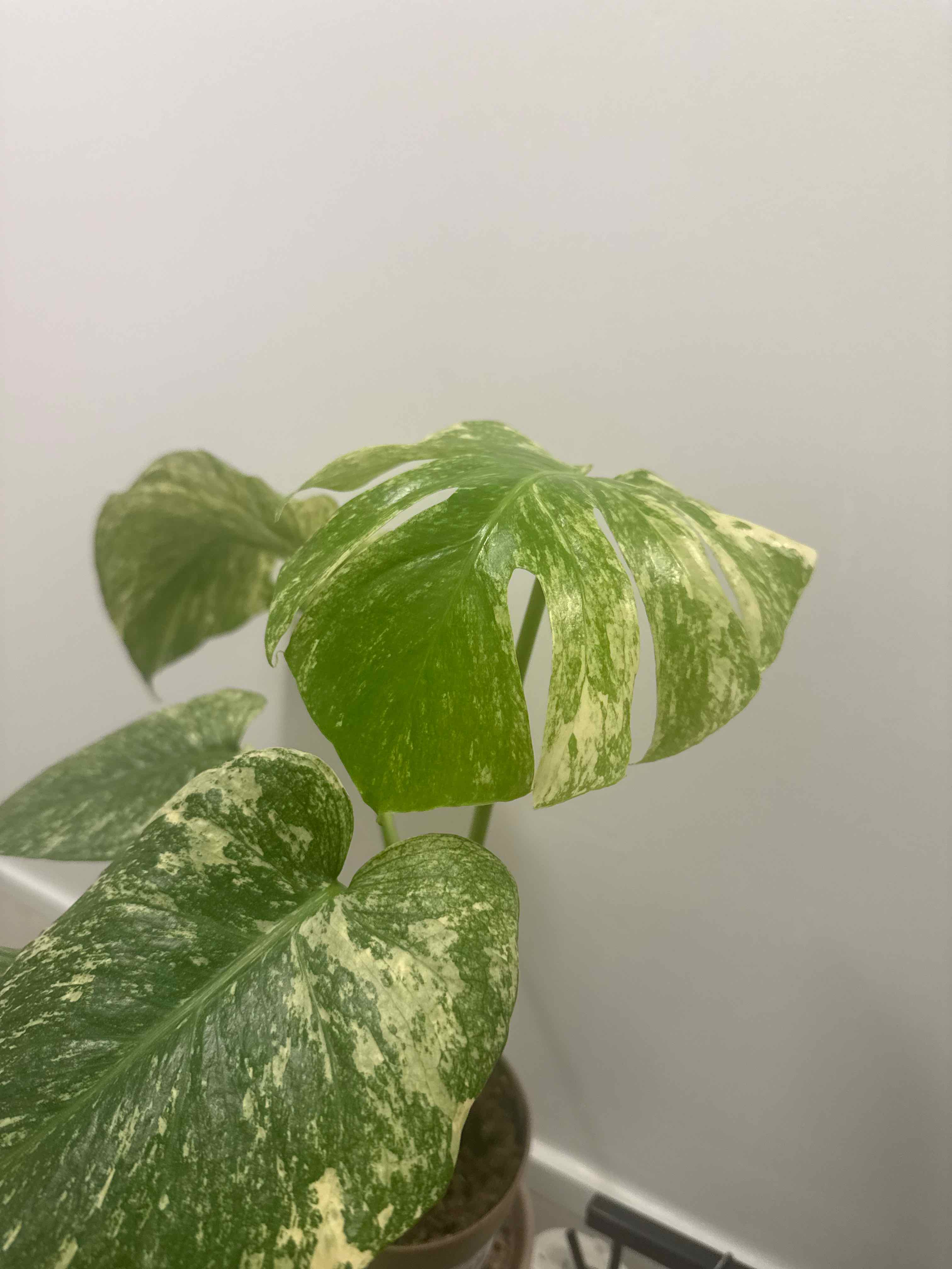 Photo of the plant species Monstera 'White Monster' by @smushface named Stay Puft on Greg, the plant care app